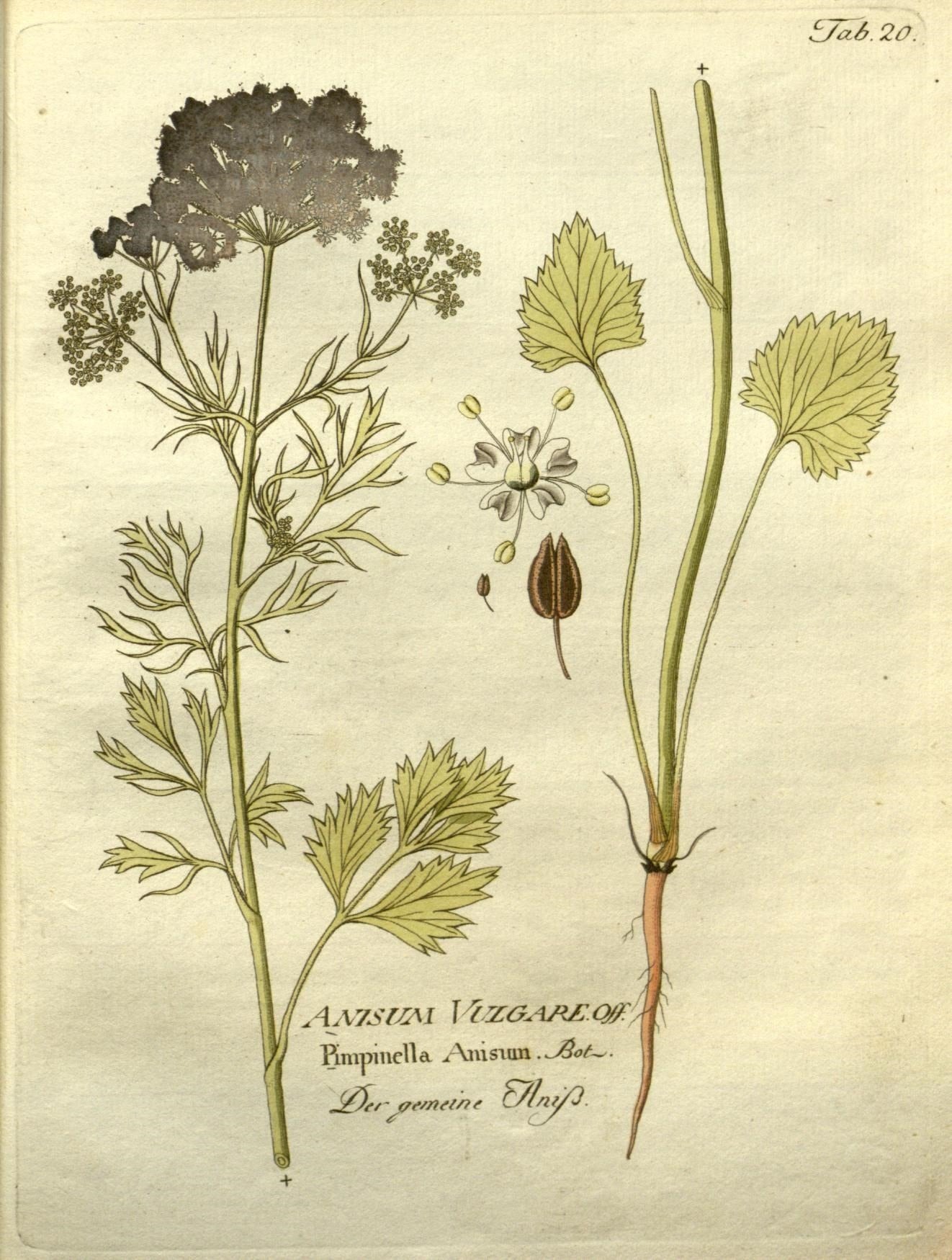The Tale of Seeds of Anise