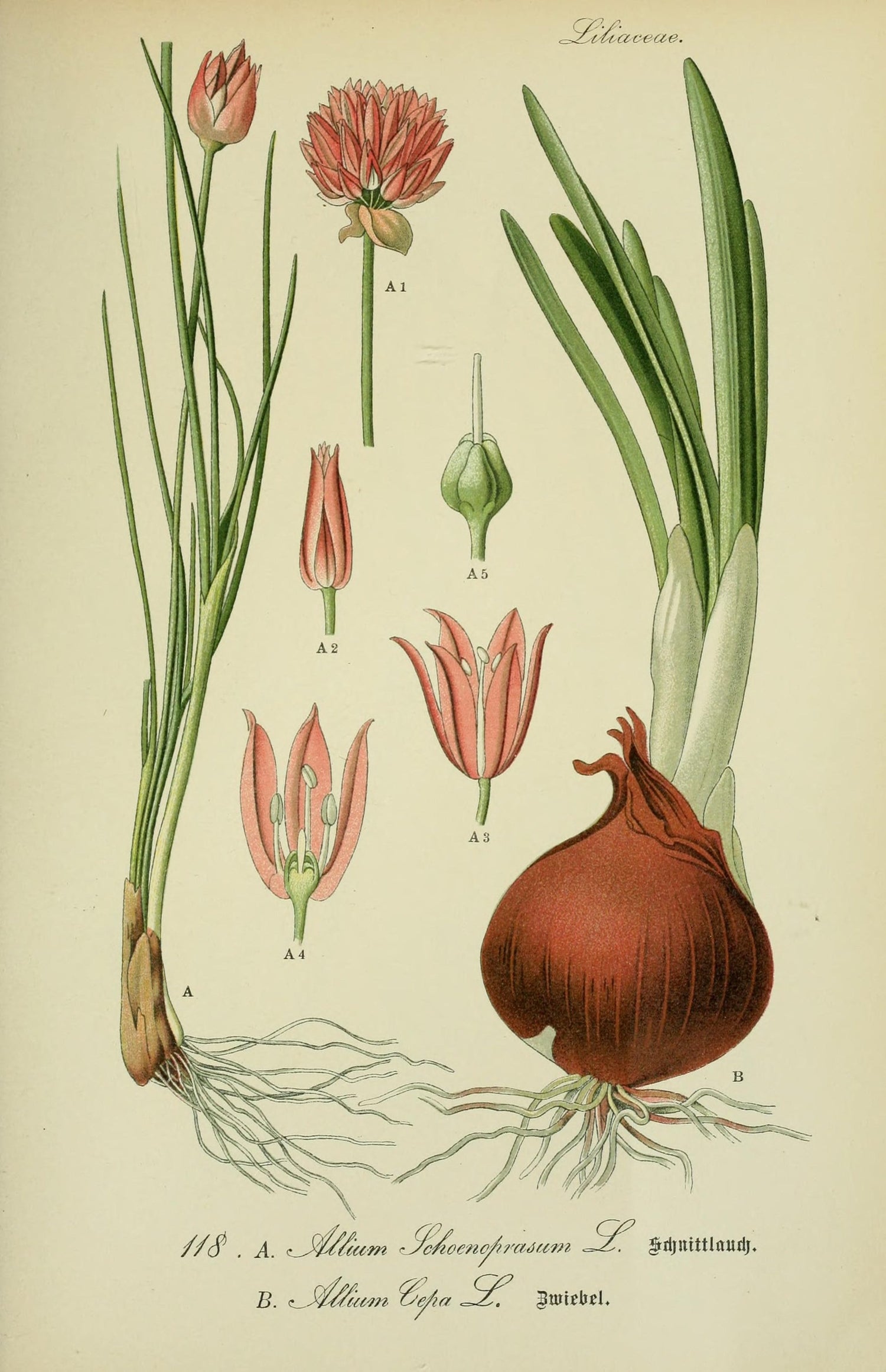 The Tale of Blades of Chive