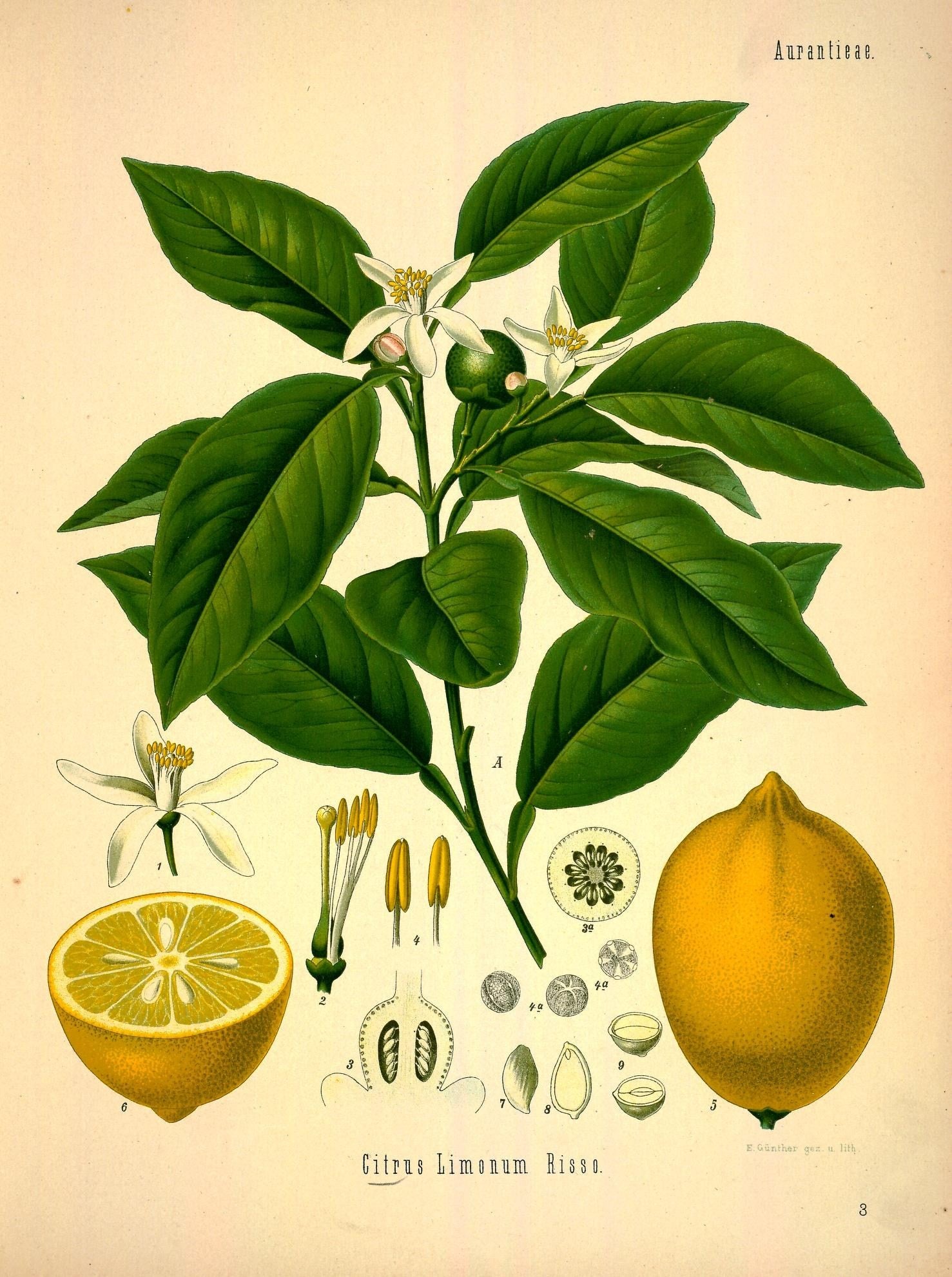 The Tale of Crystals of Citric