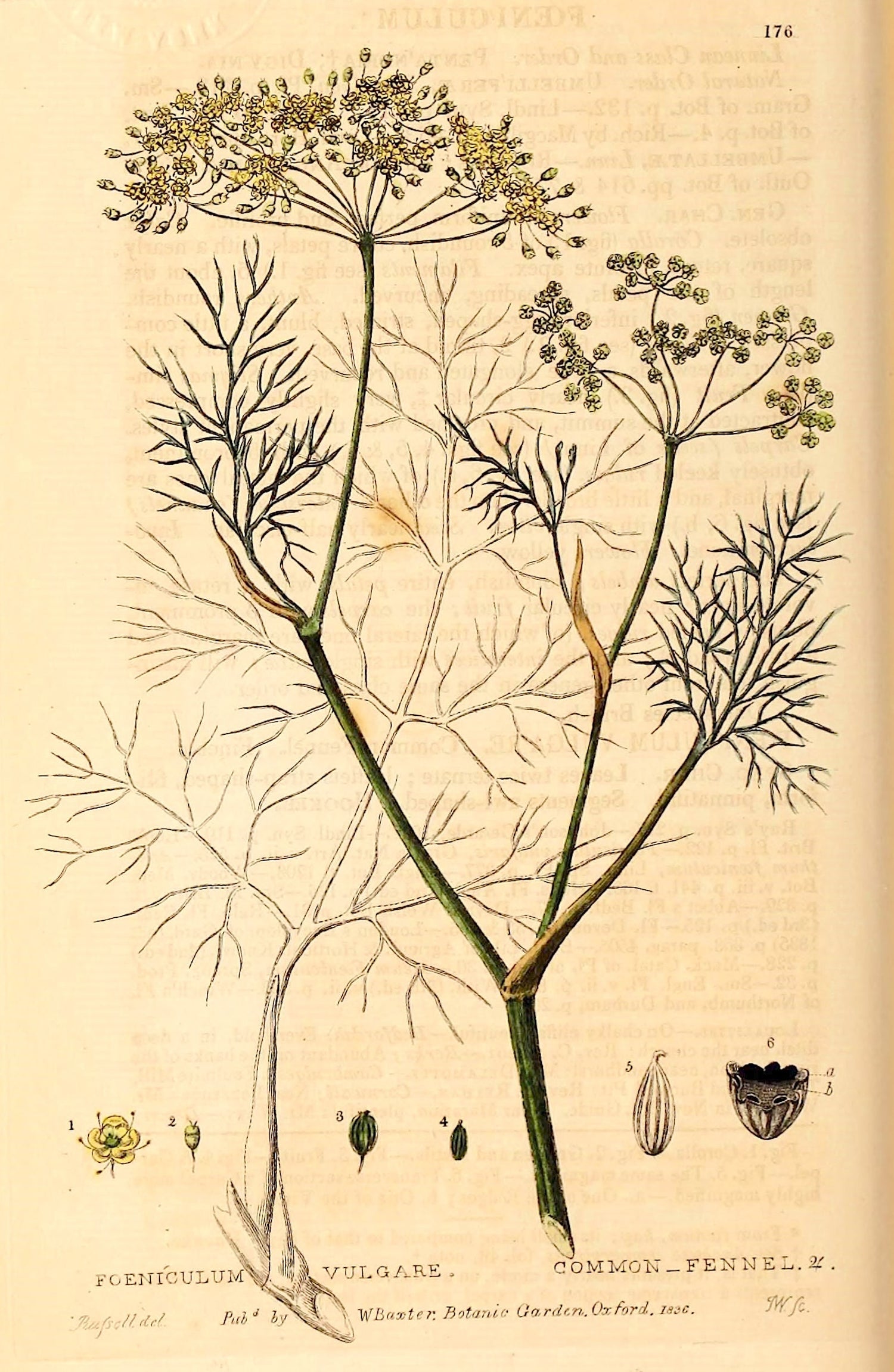 The Tale of Seed of Fennel