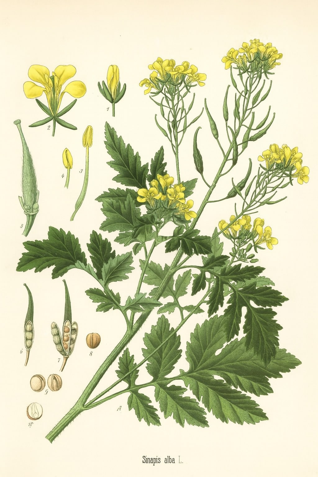 The Tale of Dust of Mustard