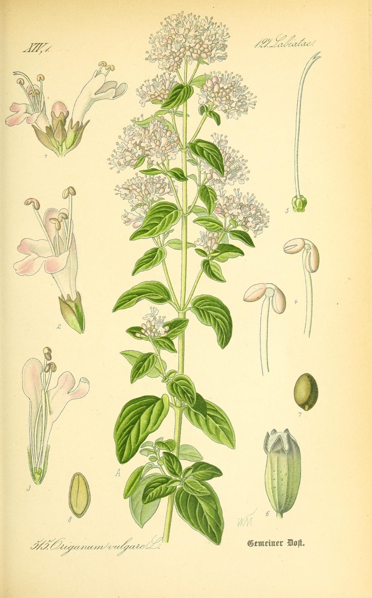The Tale of Leaves of Marjoram