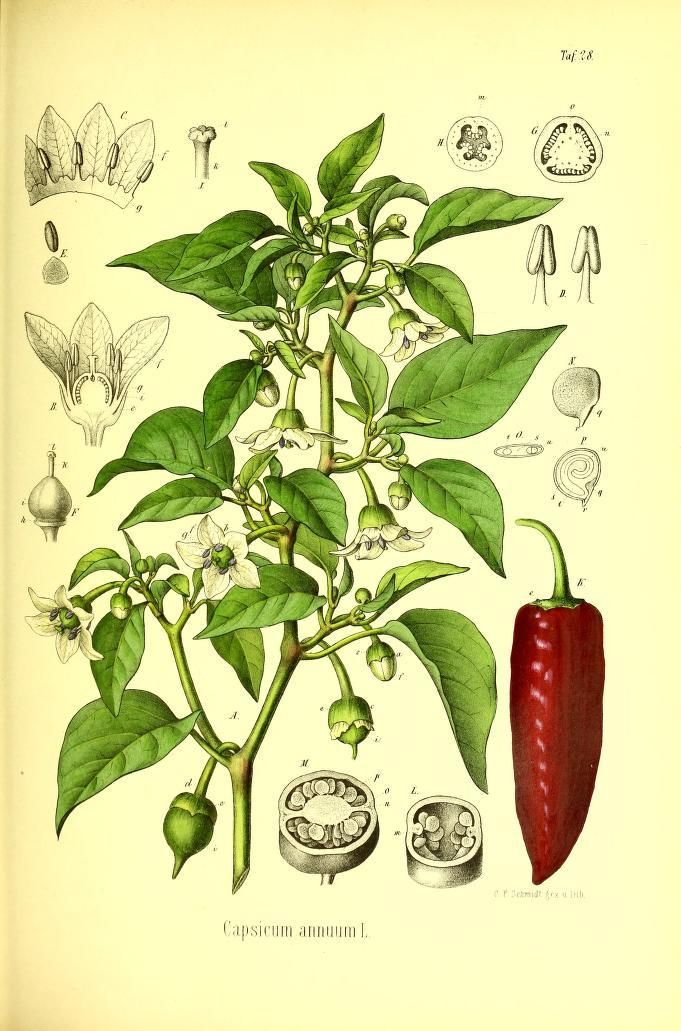 The Tale of Flame of Cayenne