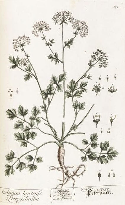 The Tale of Flakes of Parsley