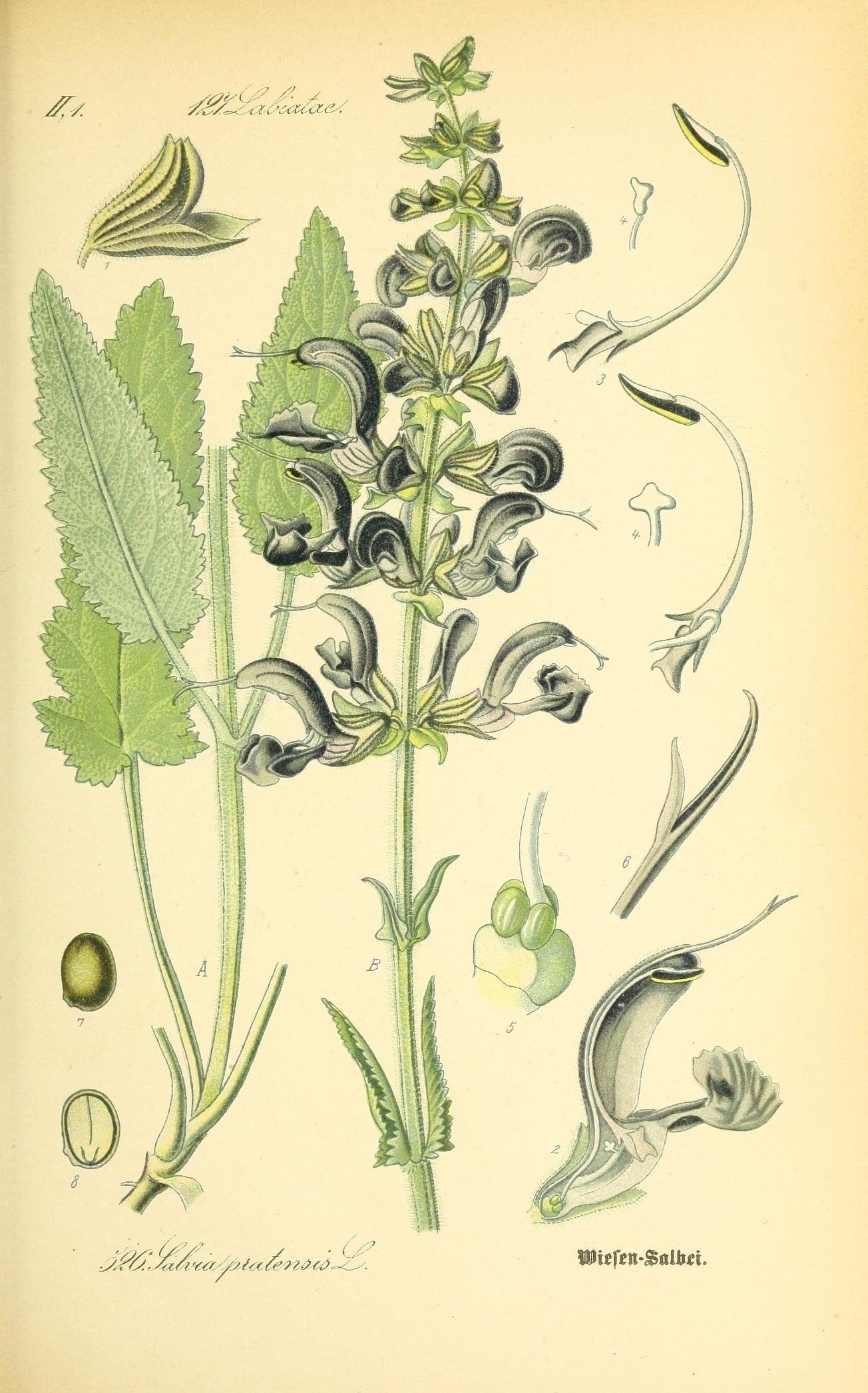 The Tale of Rubbed Sage