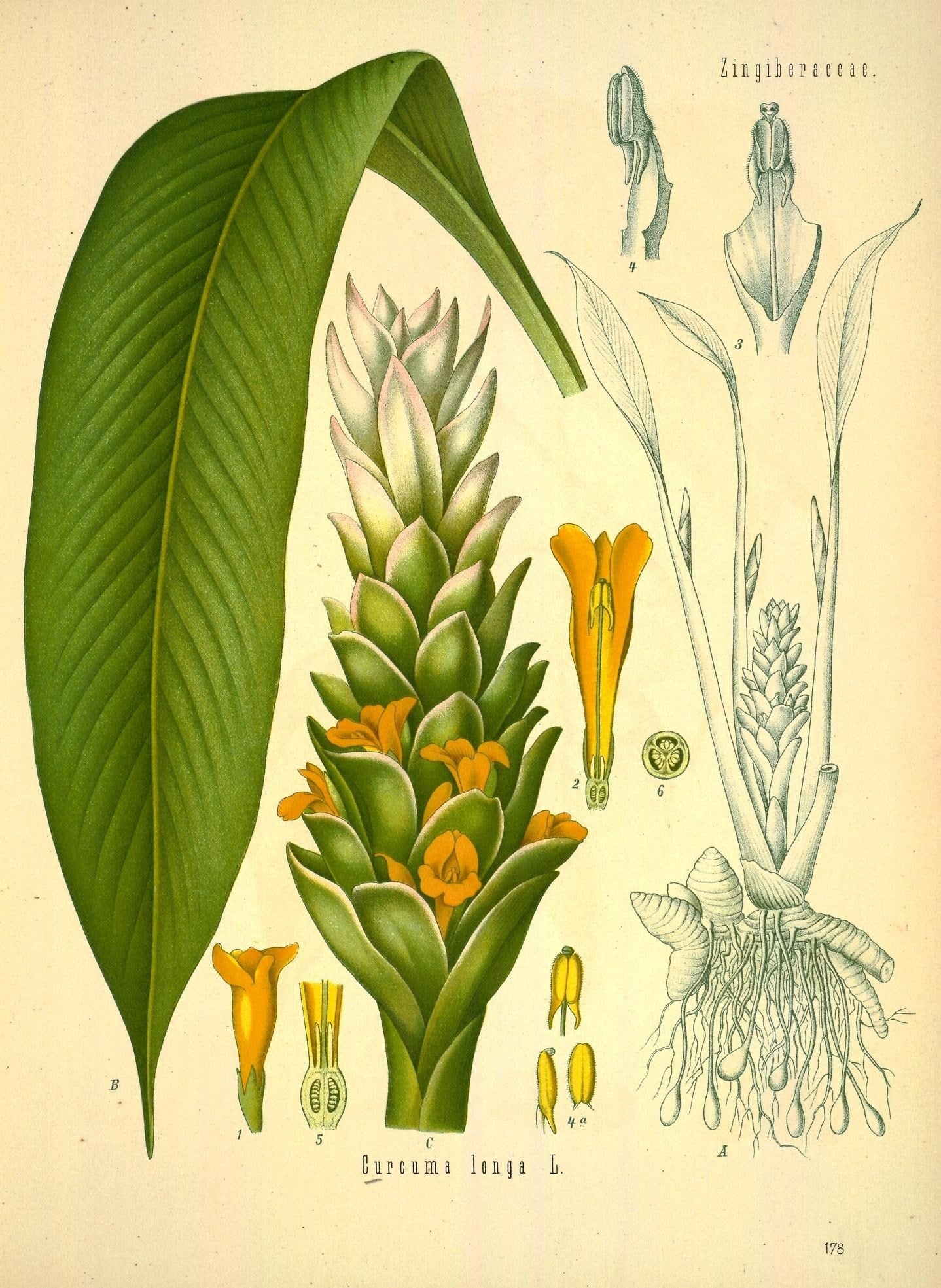 The Tale of Dust of Turmeric