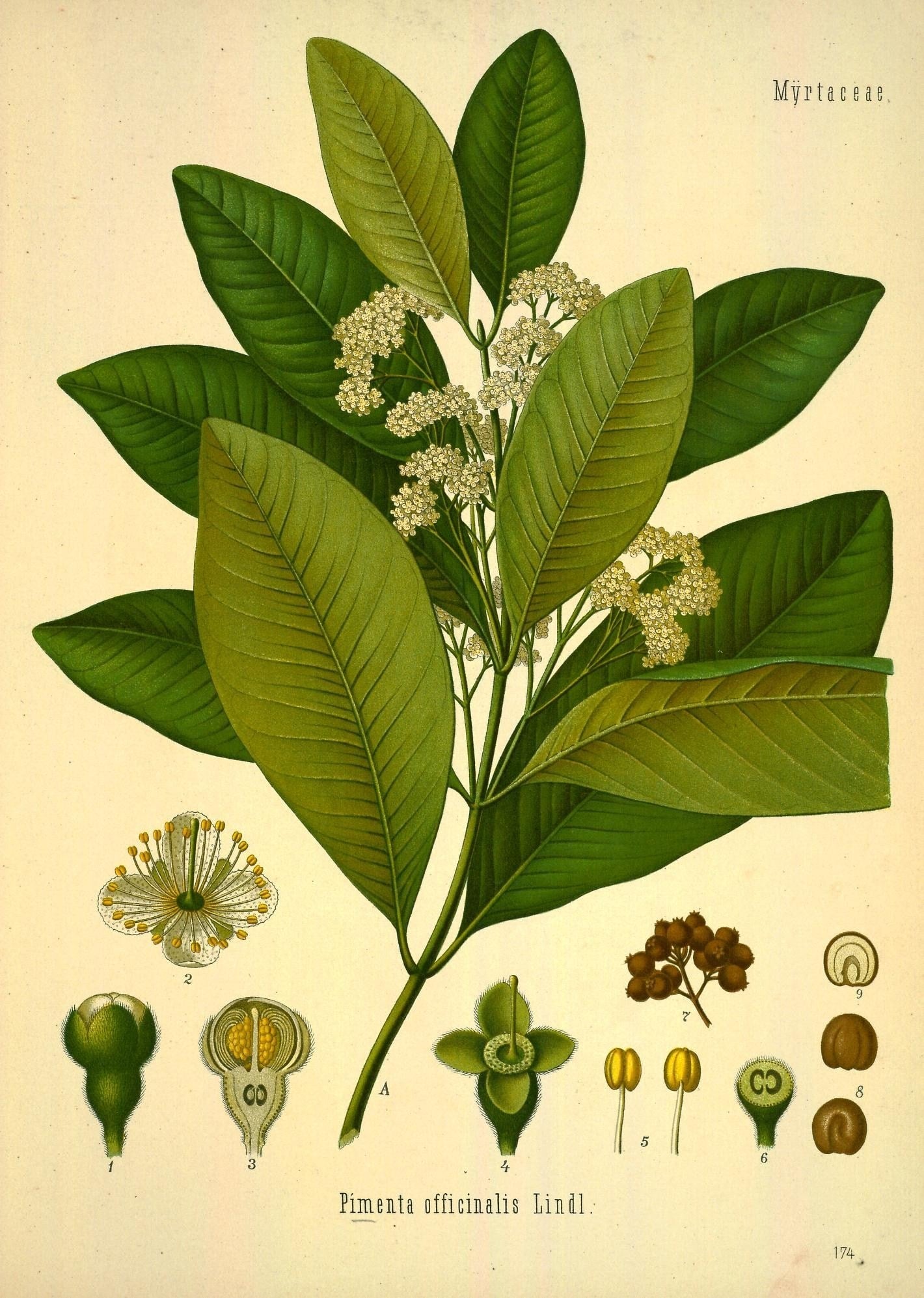 The Tale of Berries of Allspice
