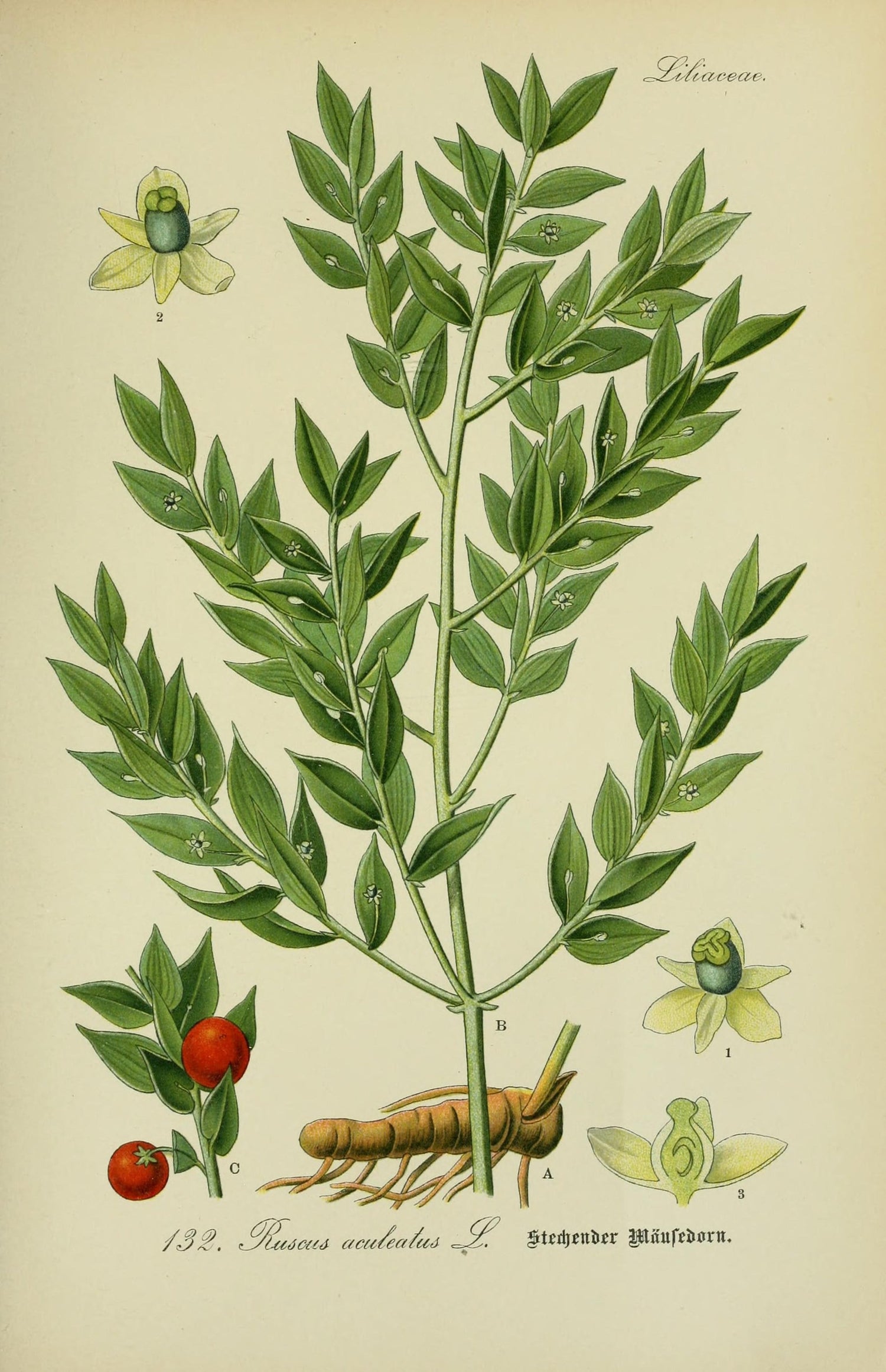 The Tale of Butcher's Broom Root