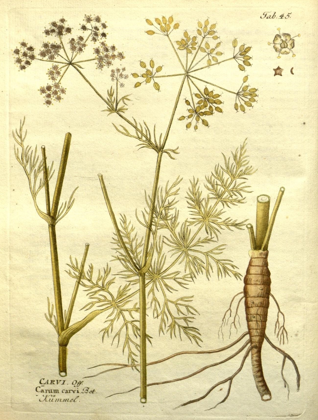 The Tale of Seeds of Caraway
