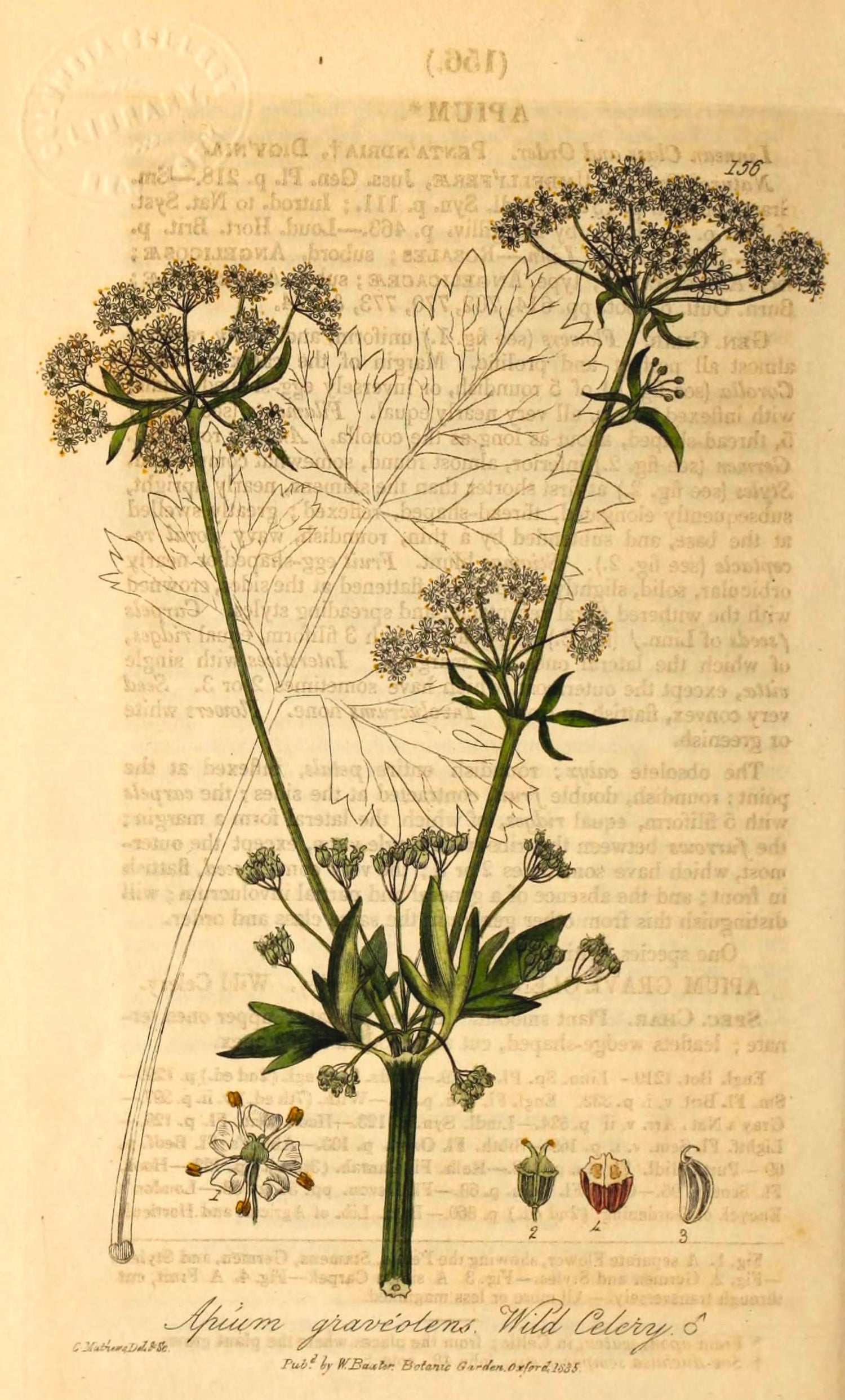 The Tale of Seed of Celery