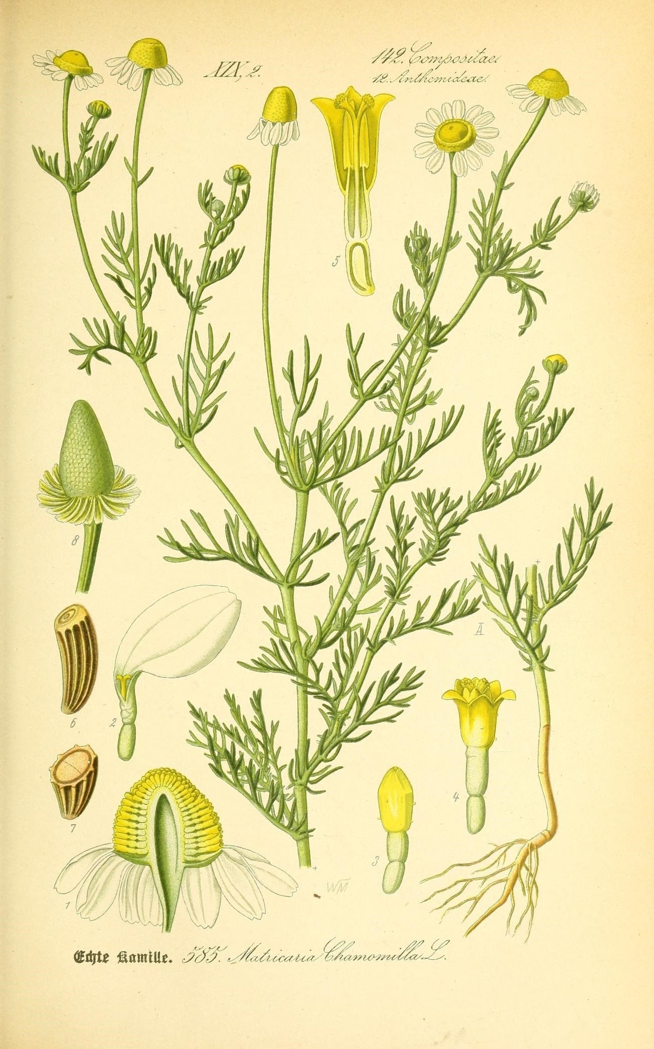 The Tale of Flower of Chamomile
