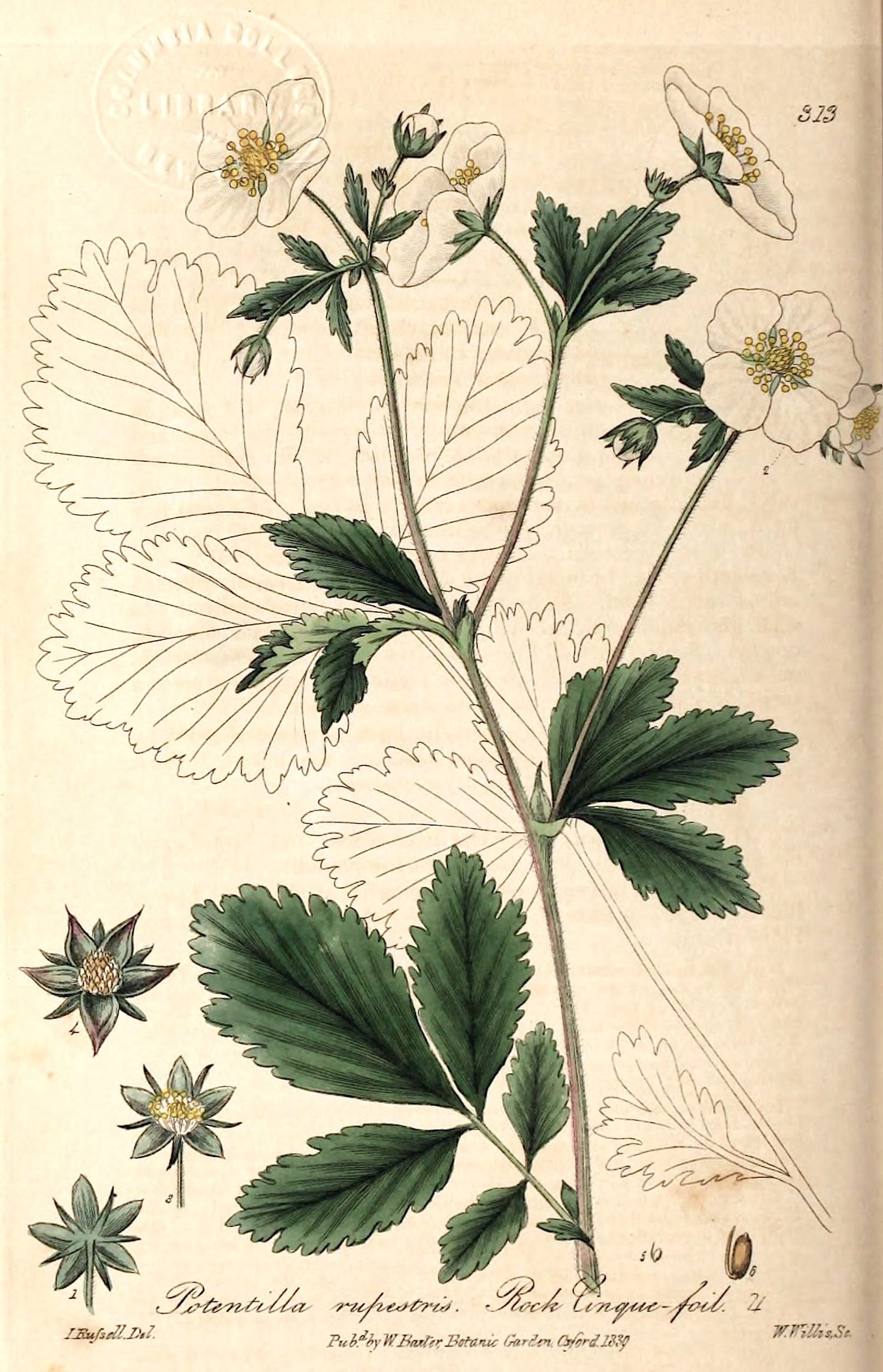 The Tale of Herb of Cinquefoil