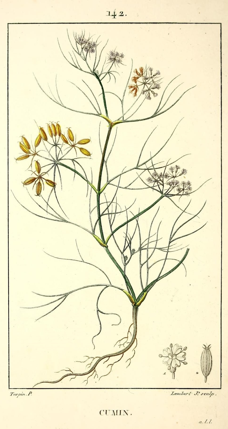 The Tale of Seeds of Cumin