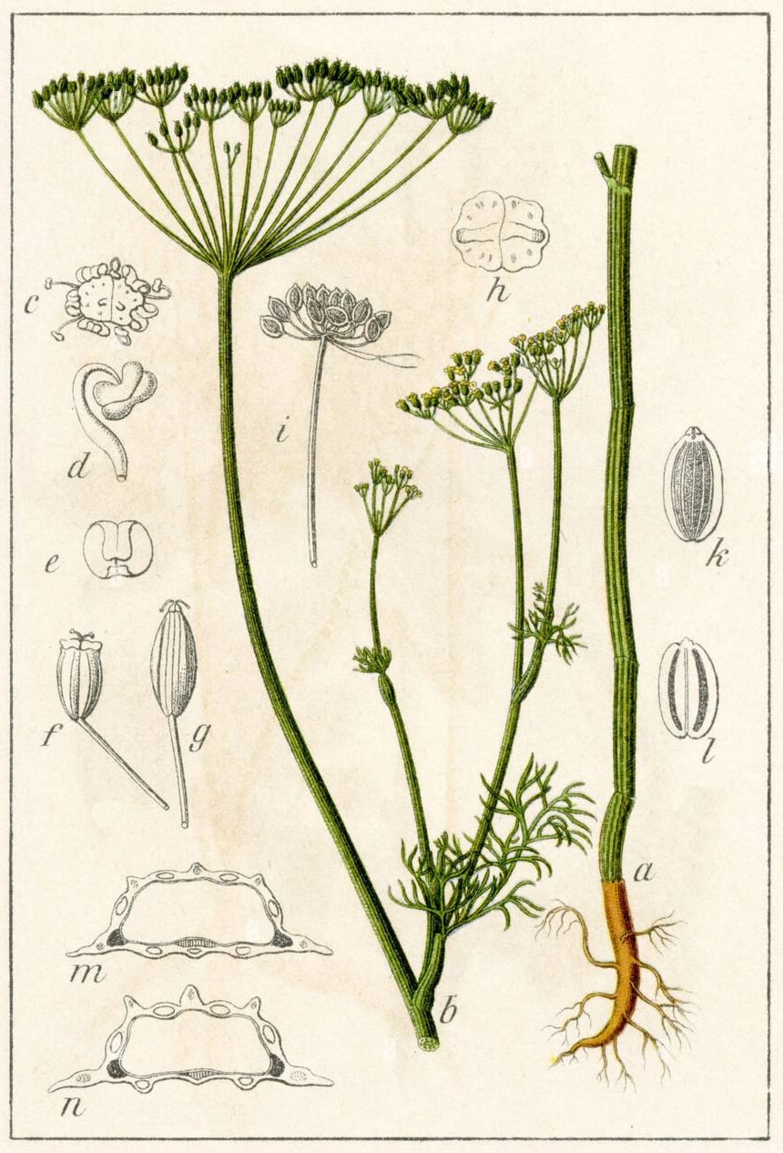 The Tale of Frond of Dill