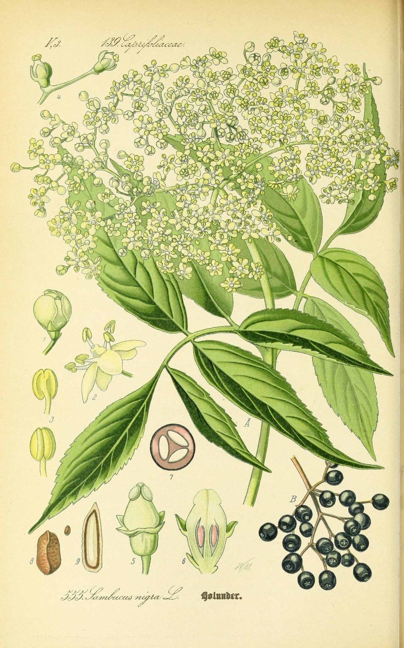 The Tale of Berries of Elder