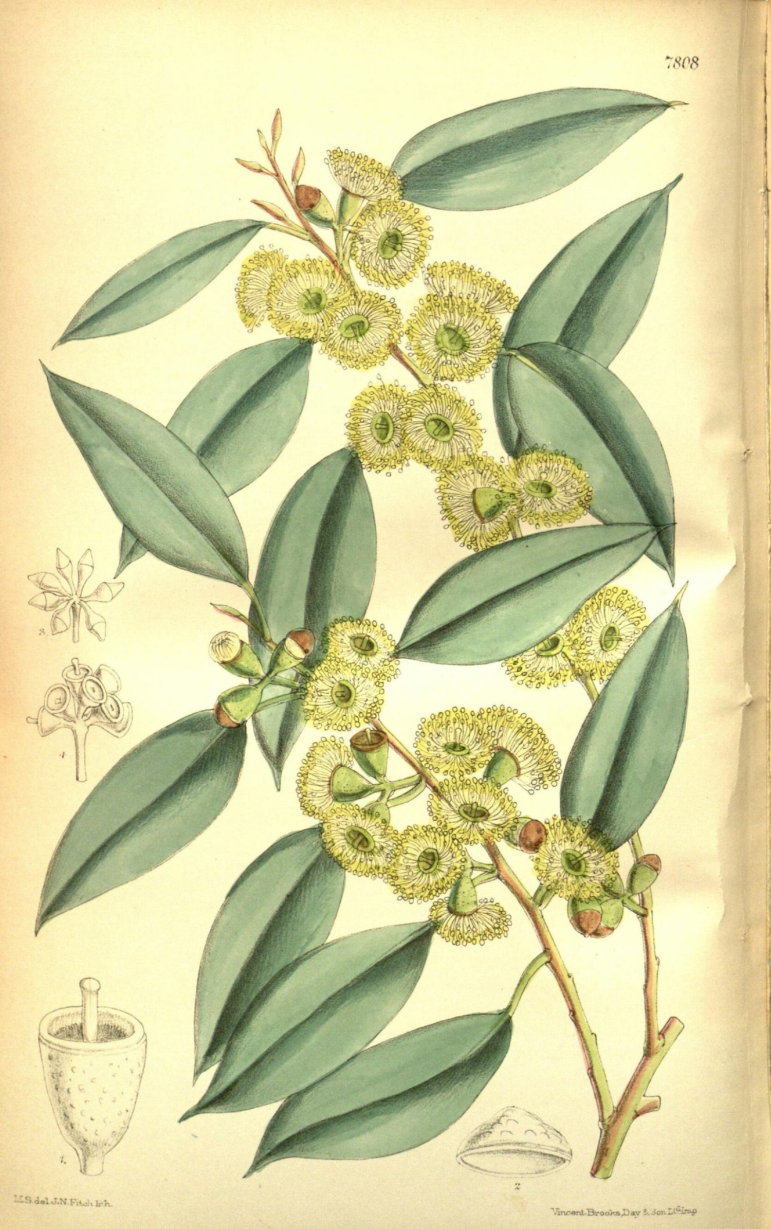 The Tale of Leaves of Eucalyptus
