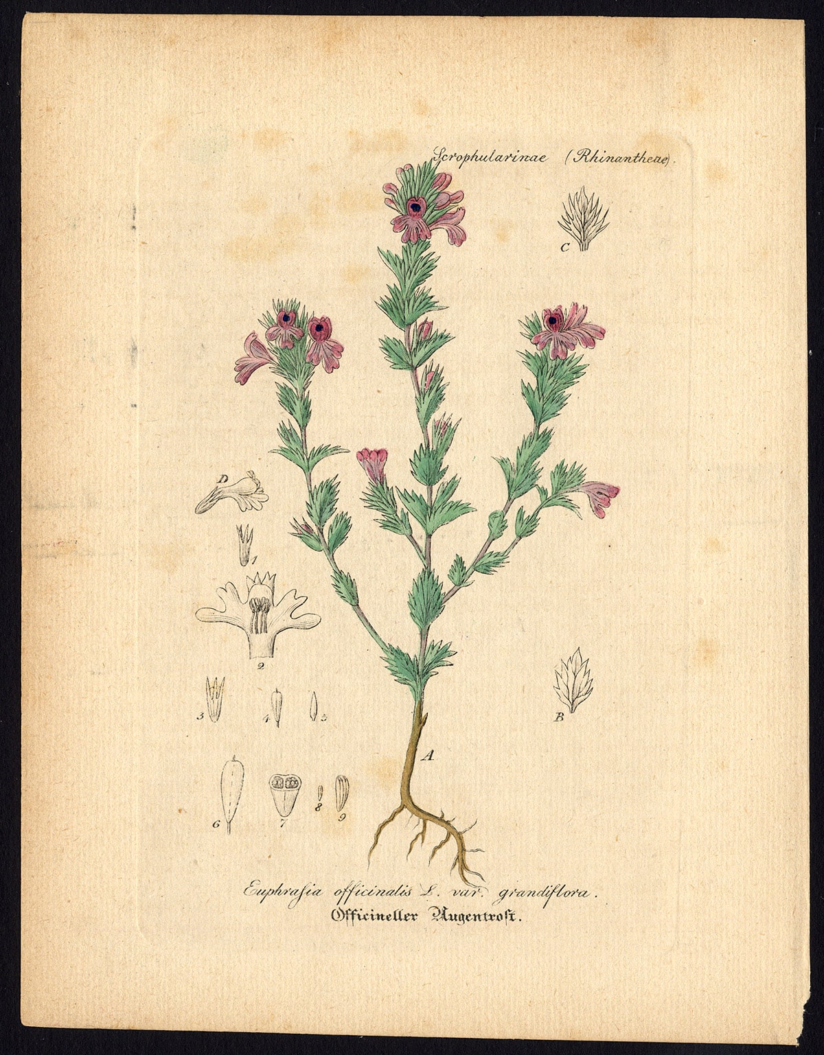 The Tale of Dust of Eyebright