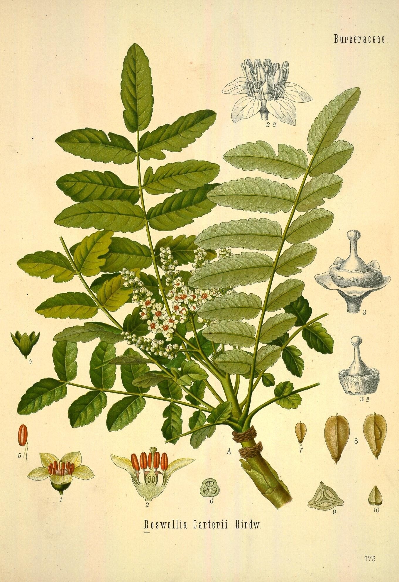 The Tale of Resin of Frankincense