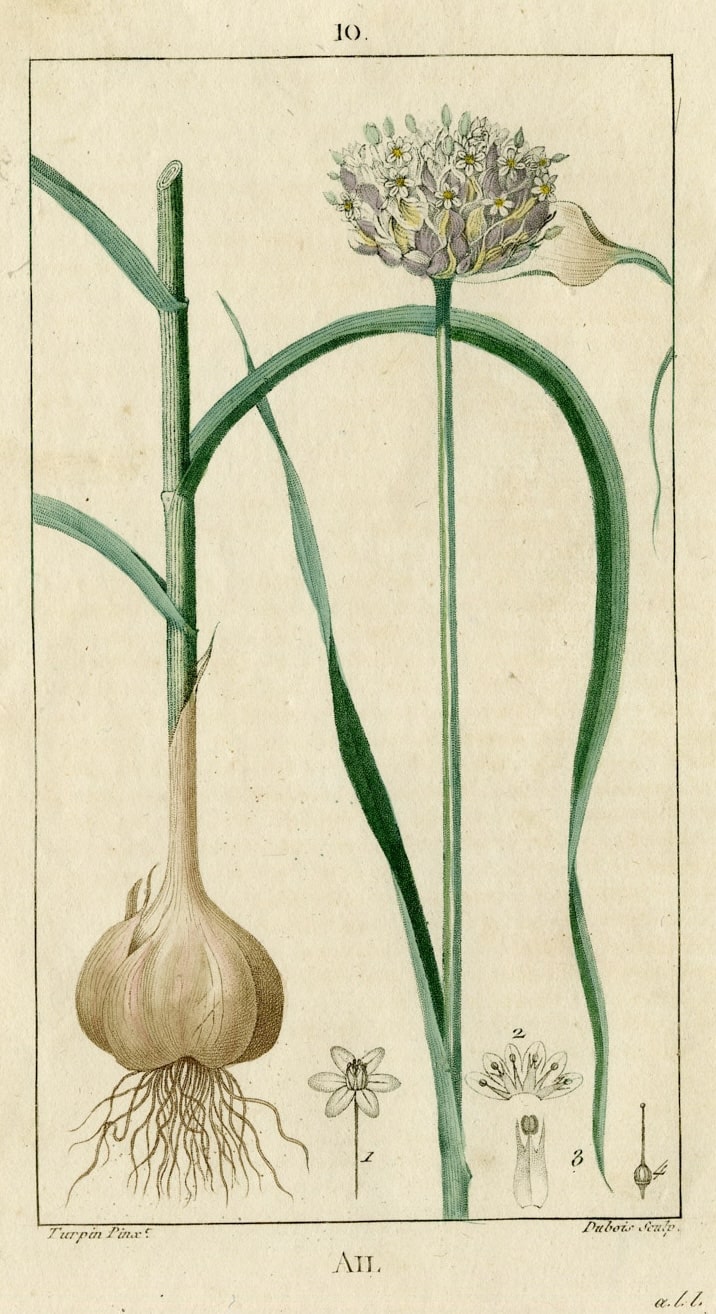 The Tale of Dust of Garlic