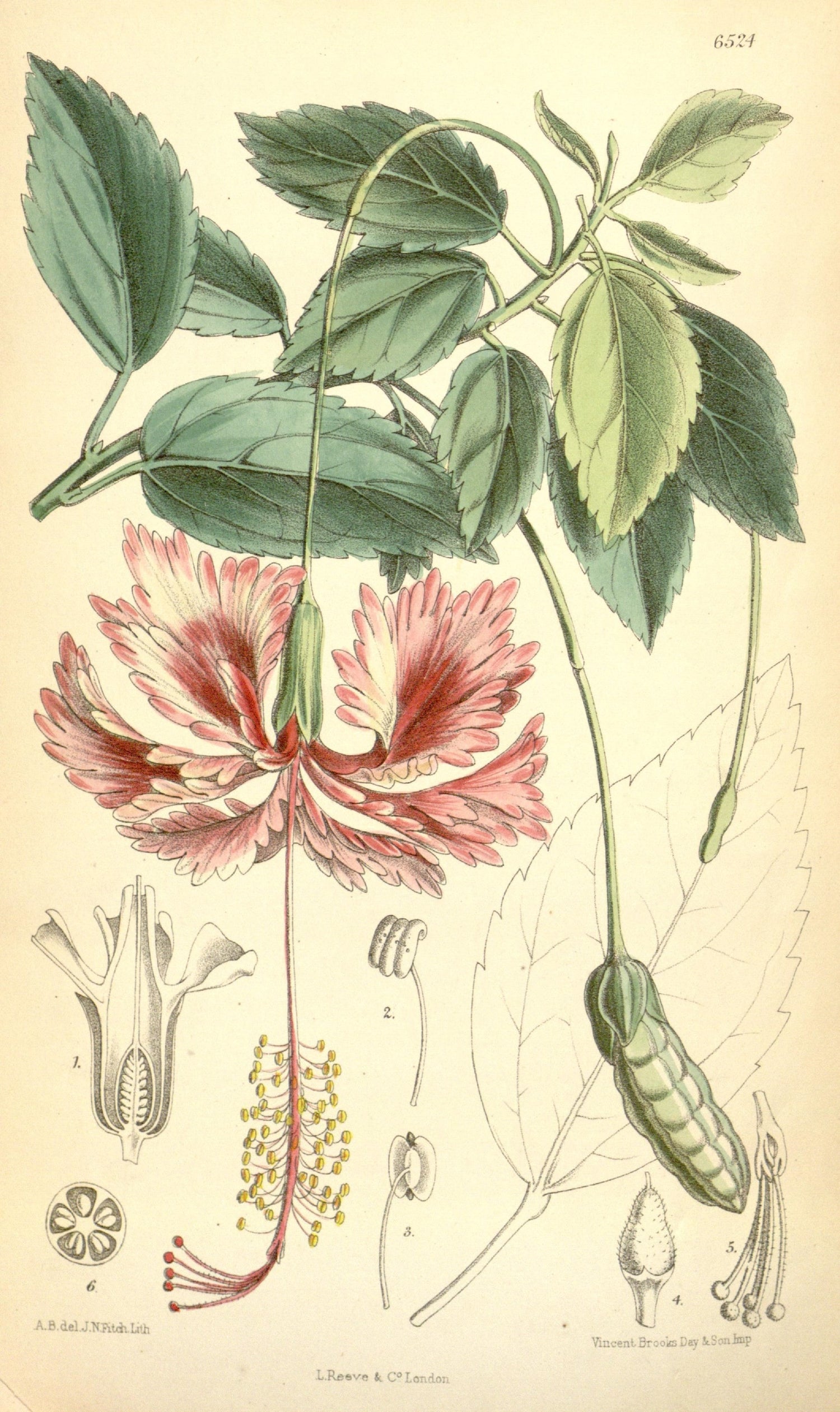 The Tale of Flower of Hibiscus