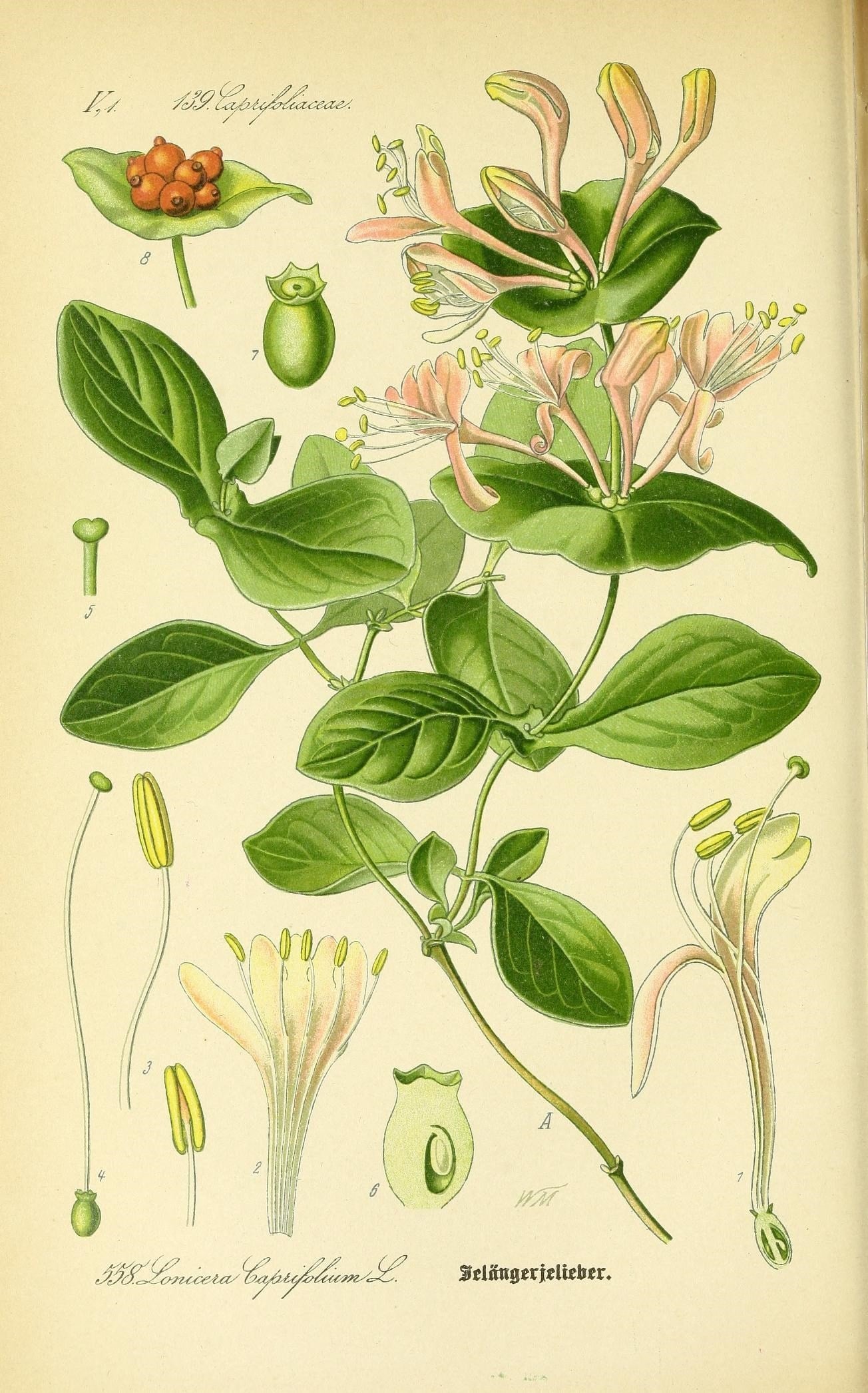 The Tale of Flower of Honeysuckle