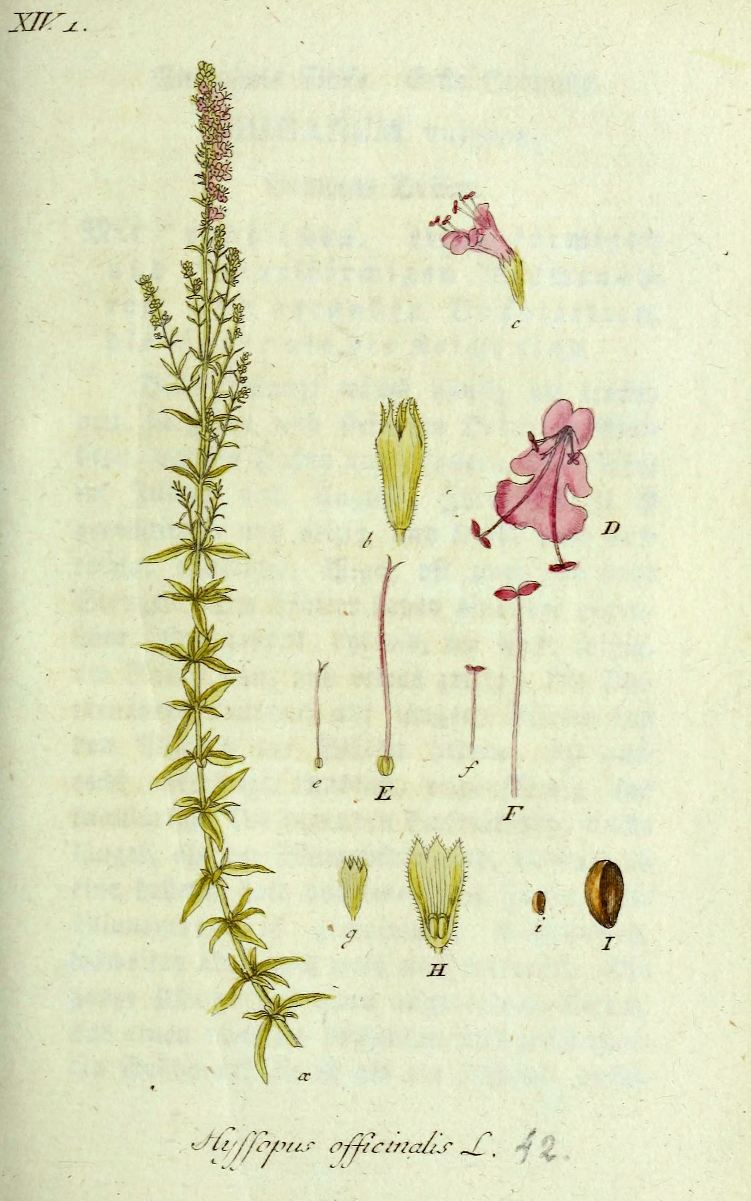 The Tale of Herb of Hyssop