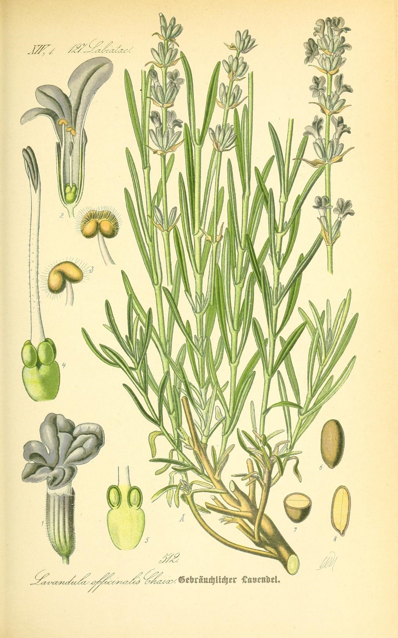 The Tale of Flower of Jasmine