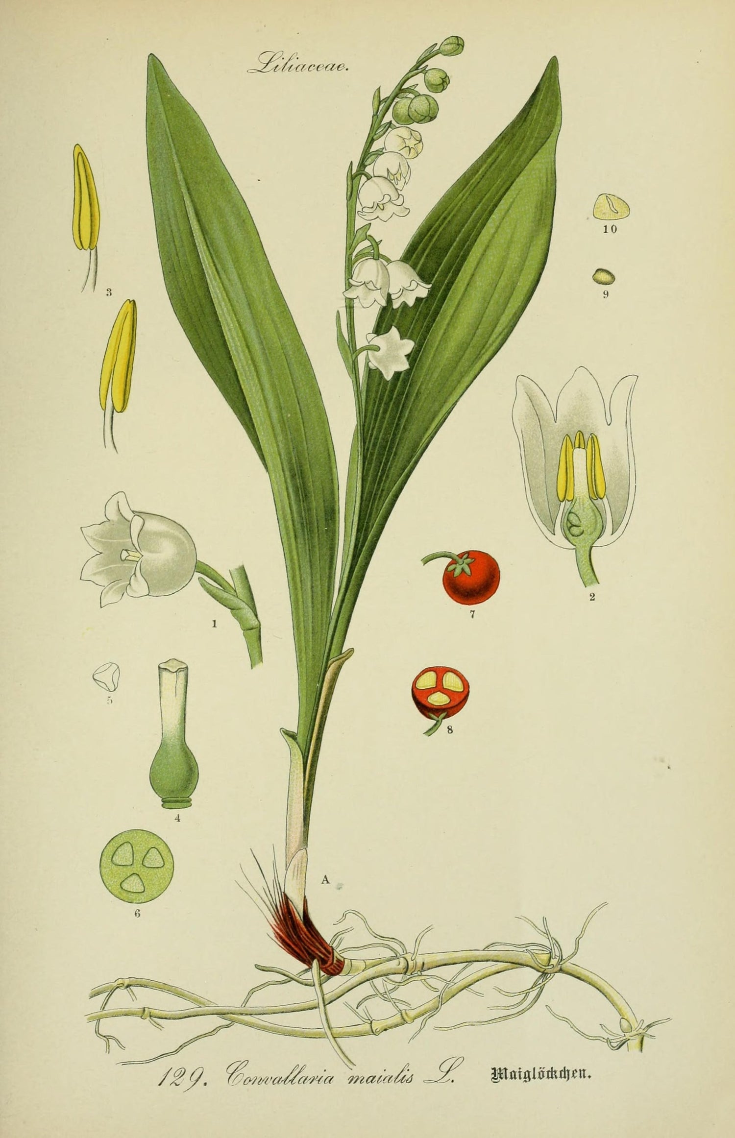 The Tale of Lily of the Valley