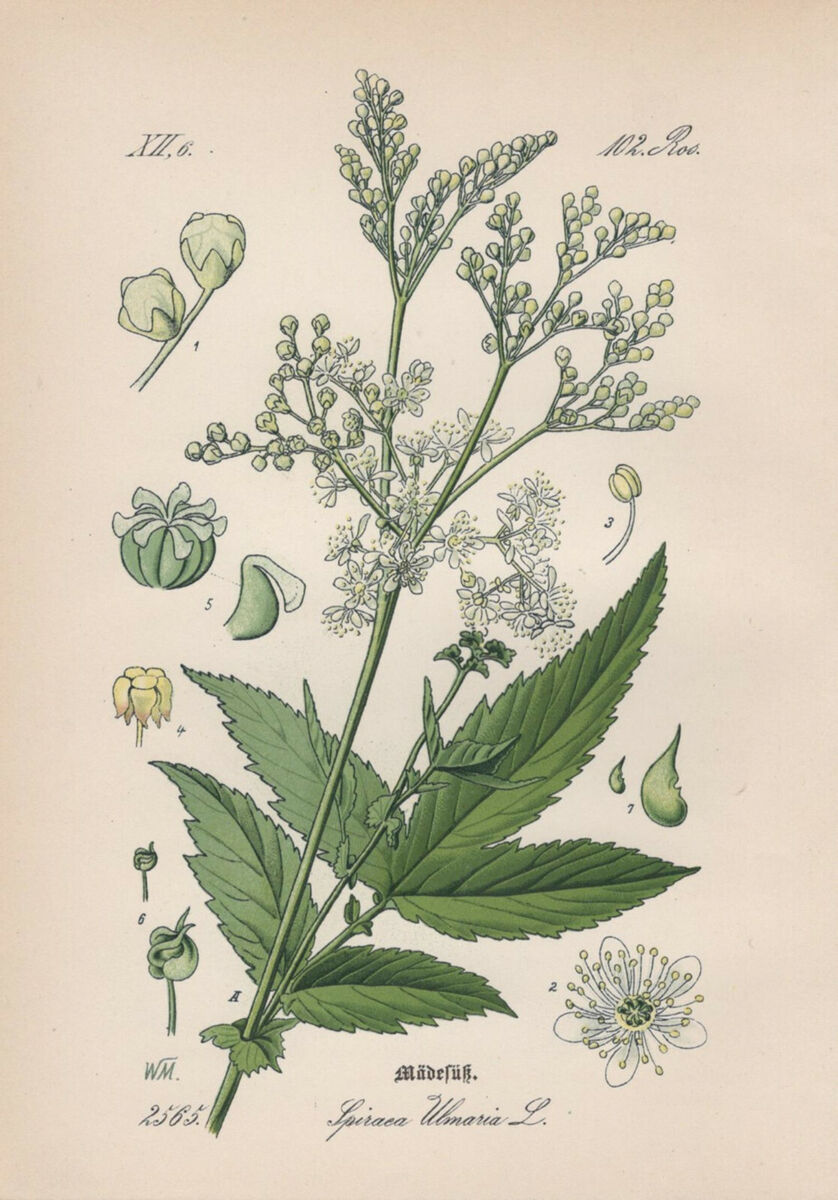 The Tale of Herb of Meadowsweet