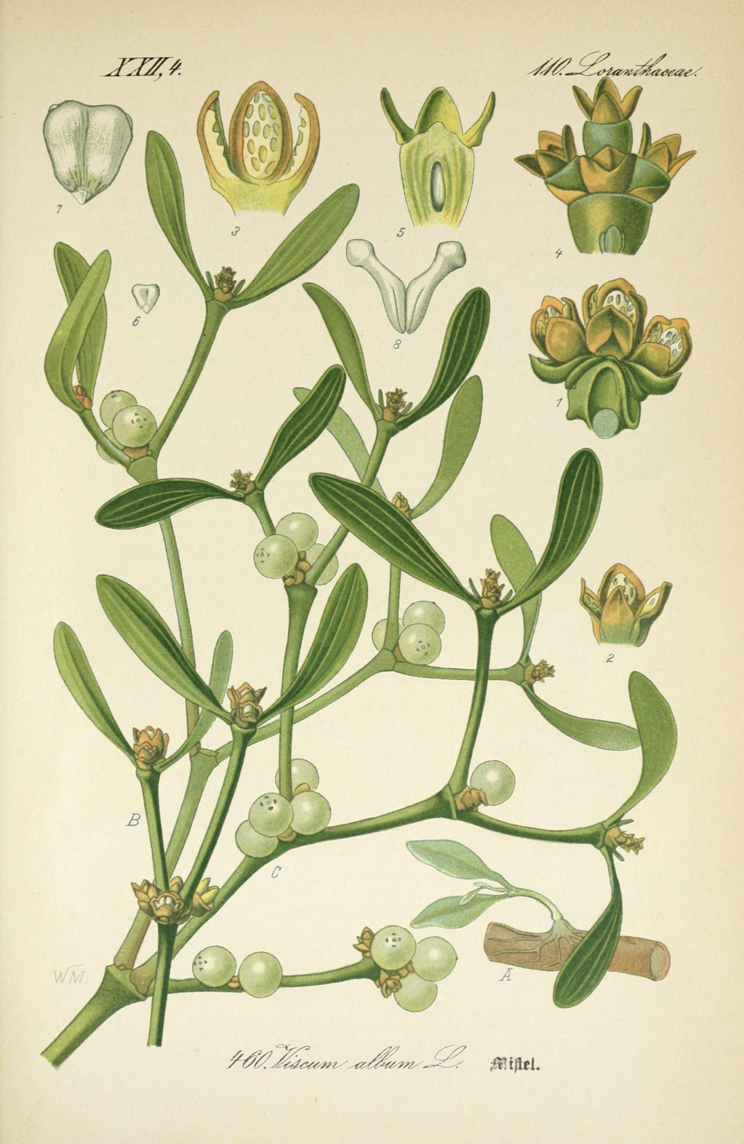 The Tale of Whispers of Mistletoe