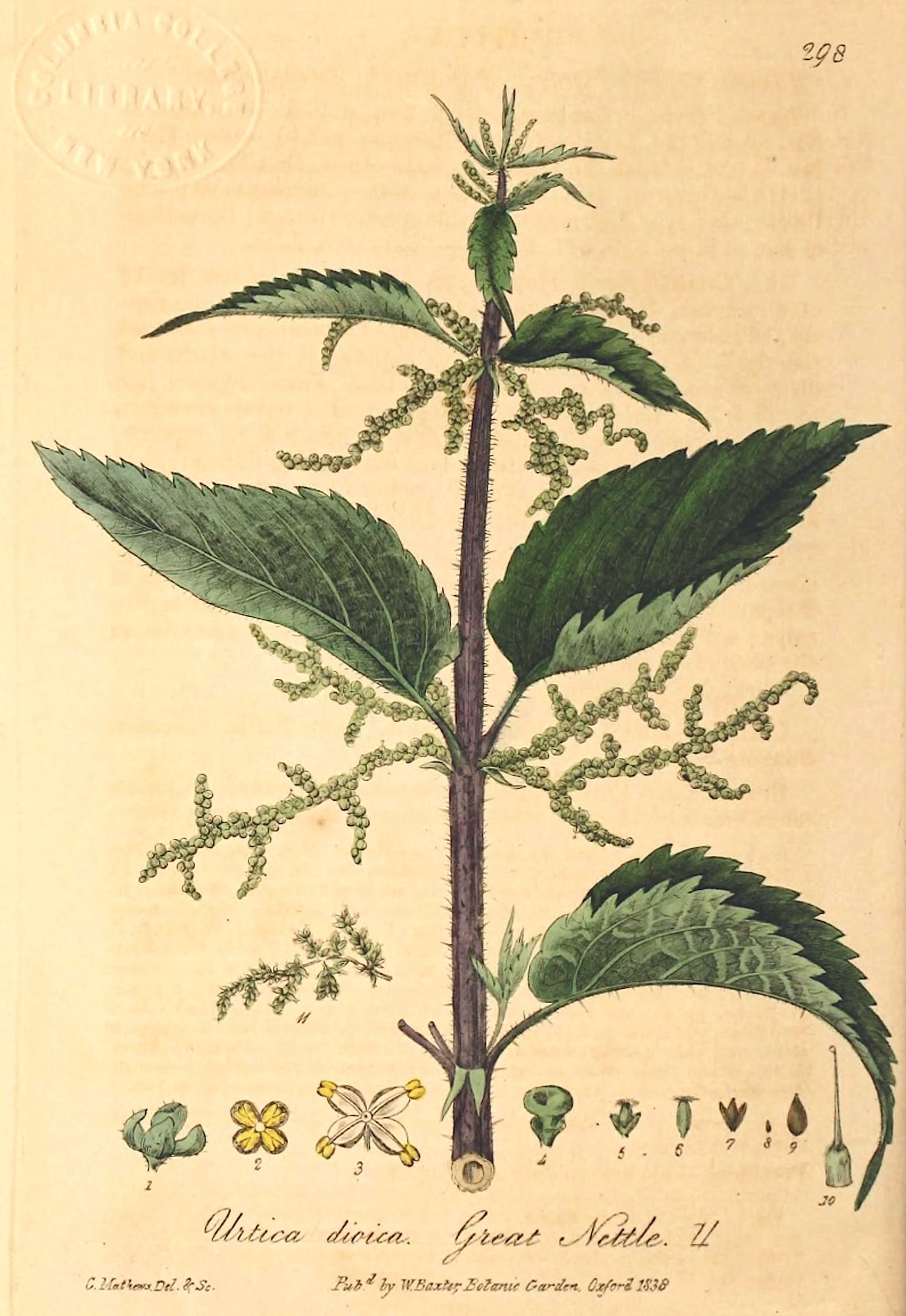 The Tale of Leaves of Nettle