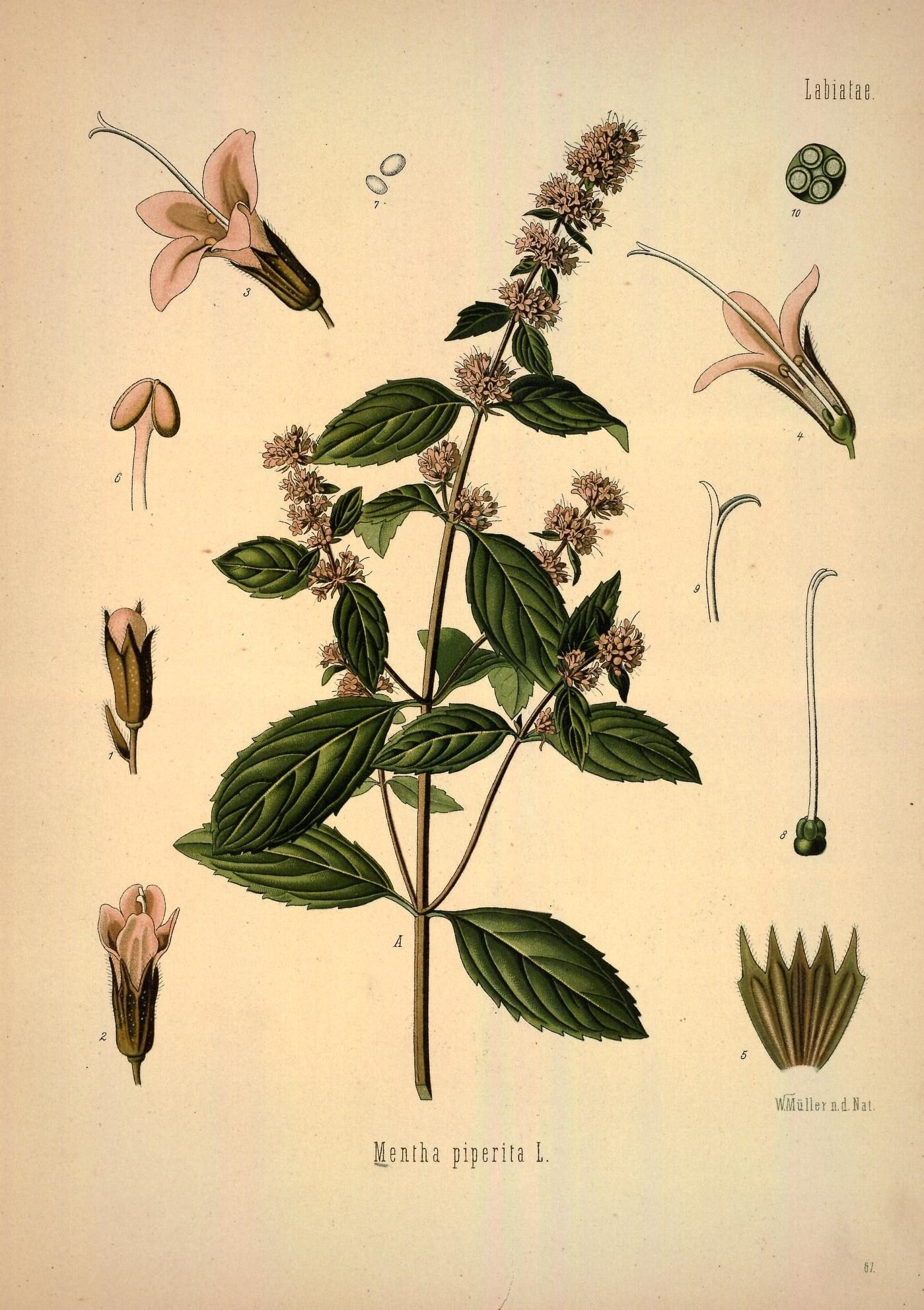 The Tale of Leaves of Peppermint