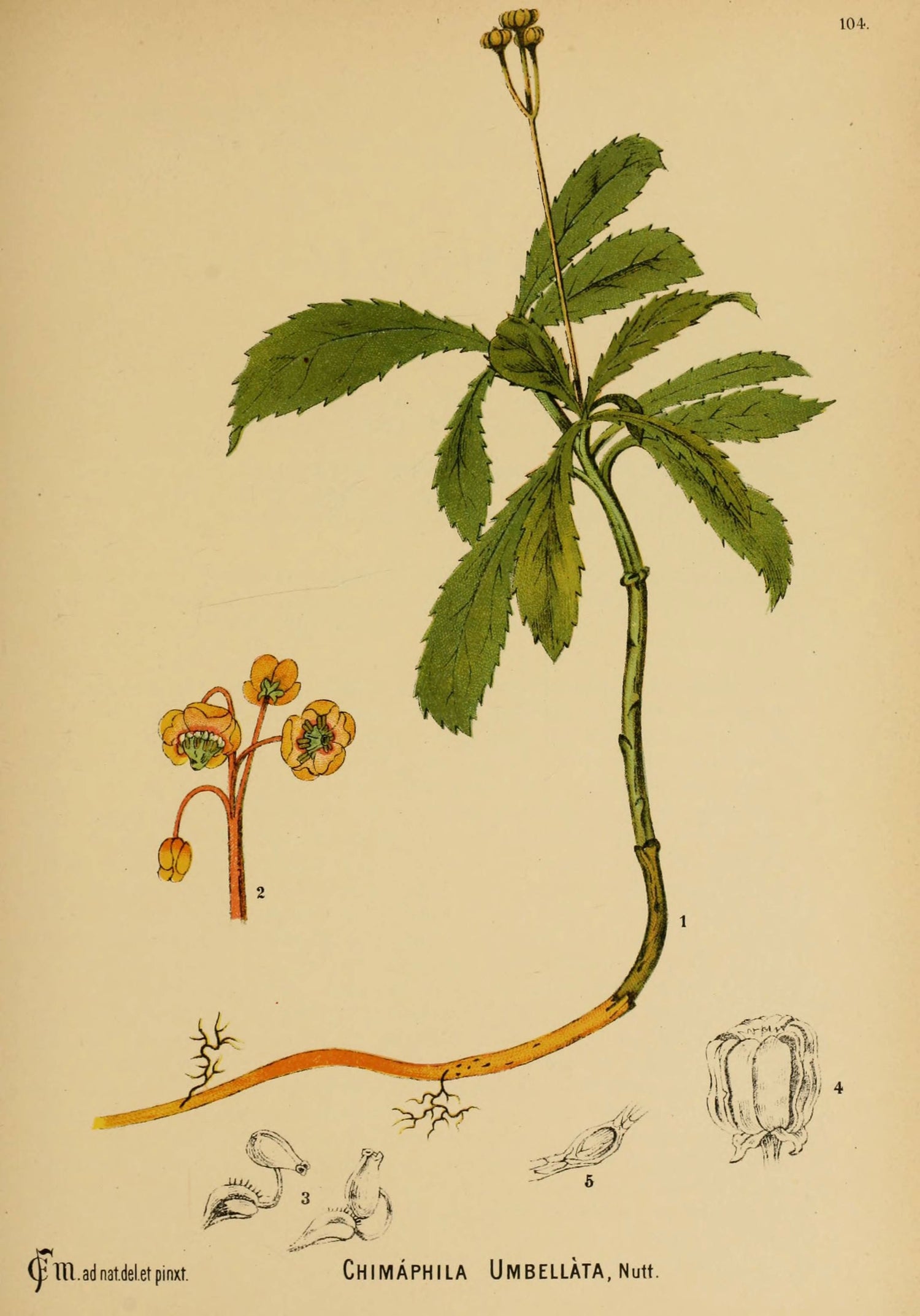 The Tale of Whispers of Pipsissewa