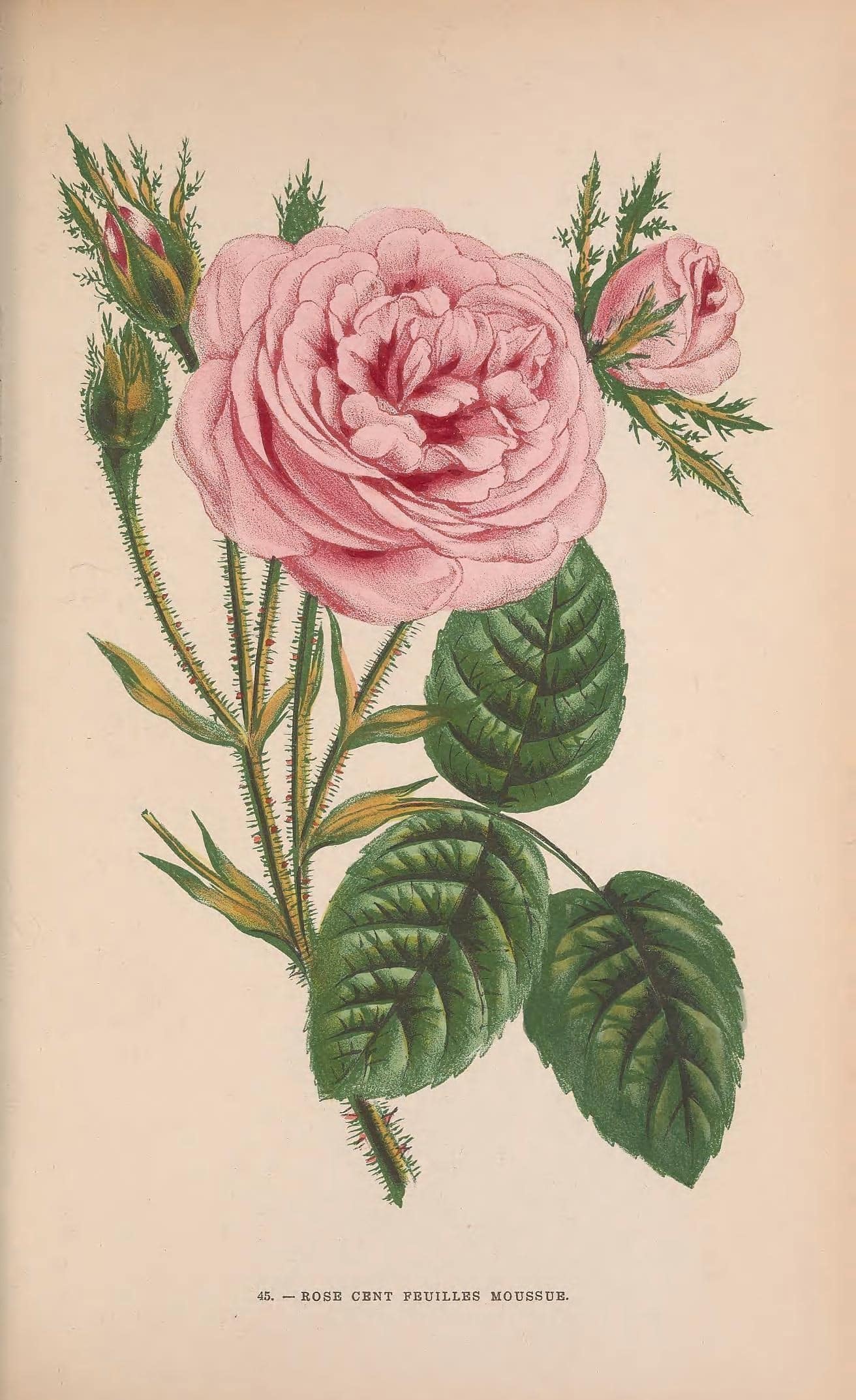 The Tale of Flowers or Rose