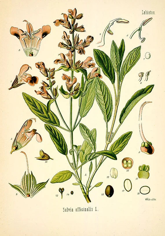 The Tale of White Sage