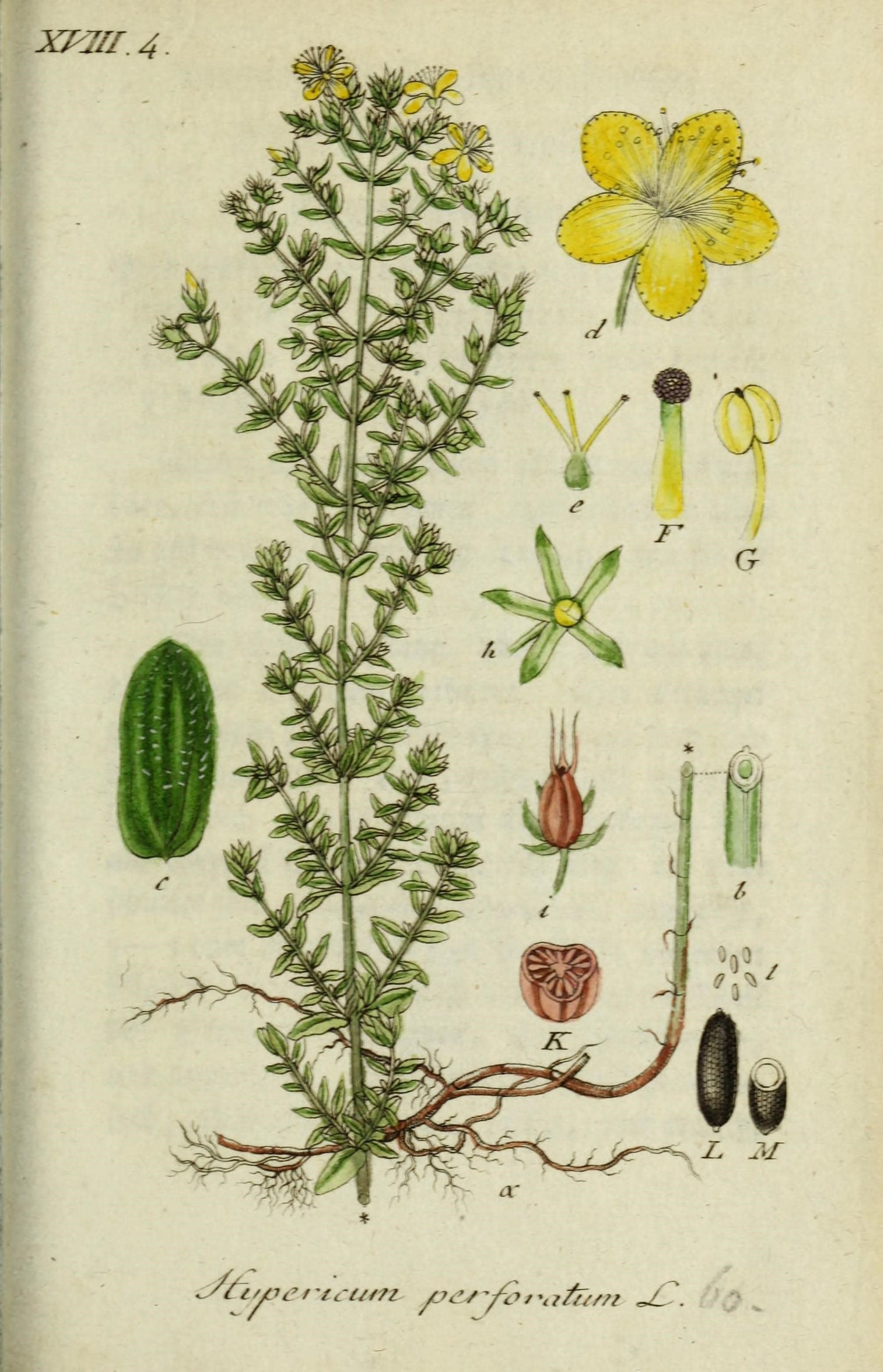 The Tale of St. John's Wort