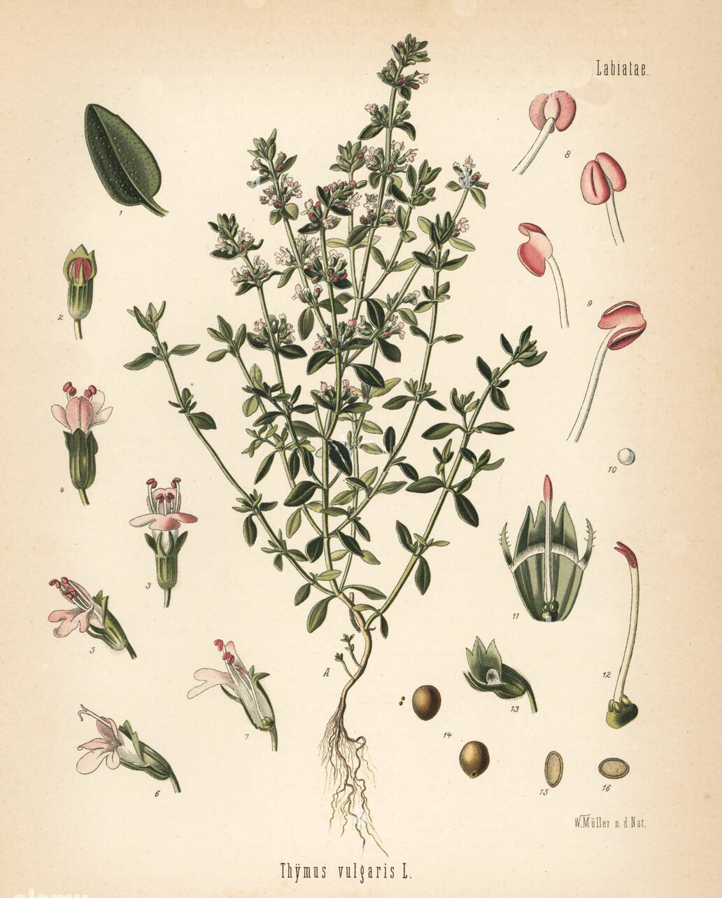 The Tale of Sprigs of Thyme