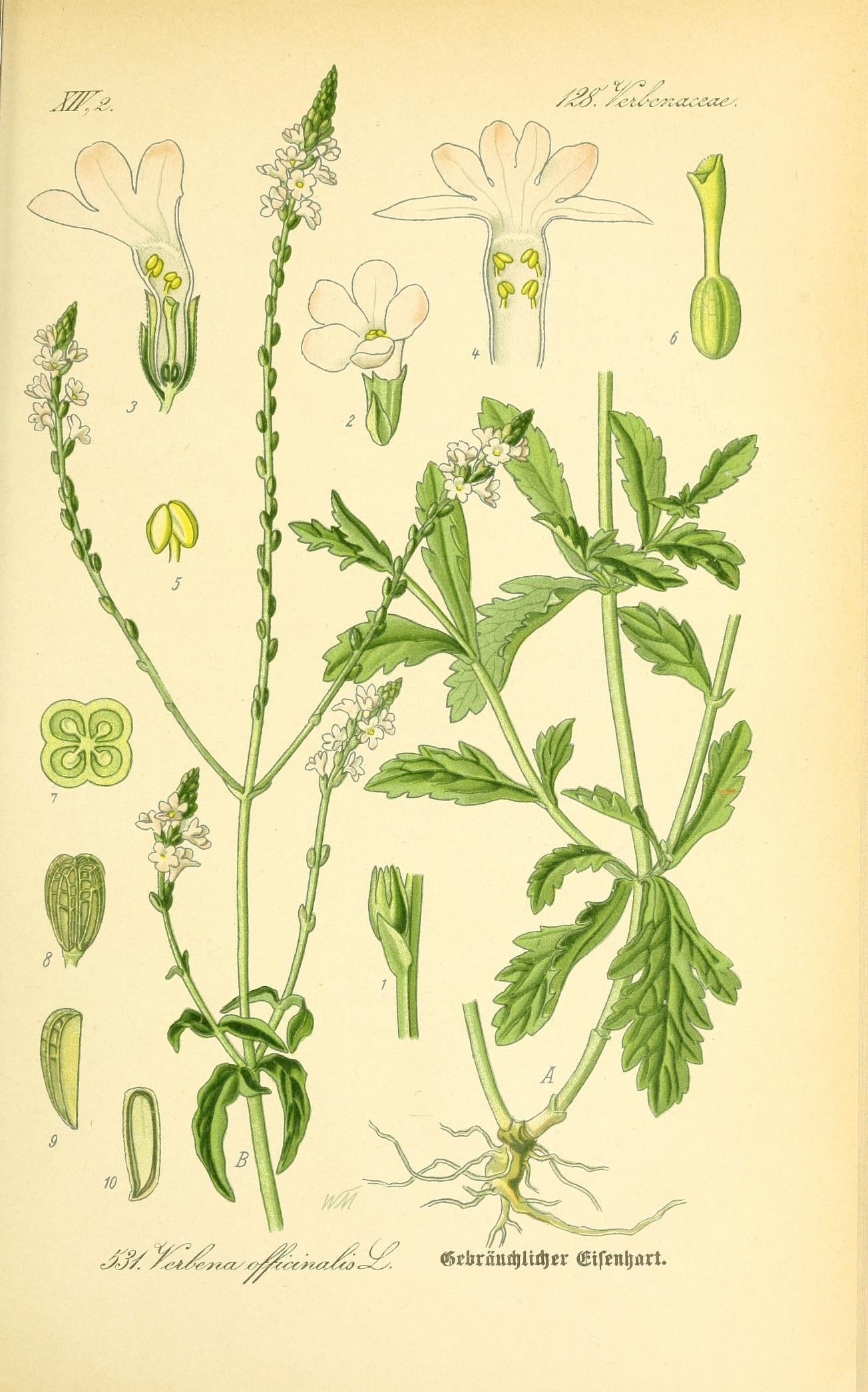 The Tale of Herb of Vervain