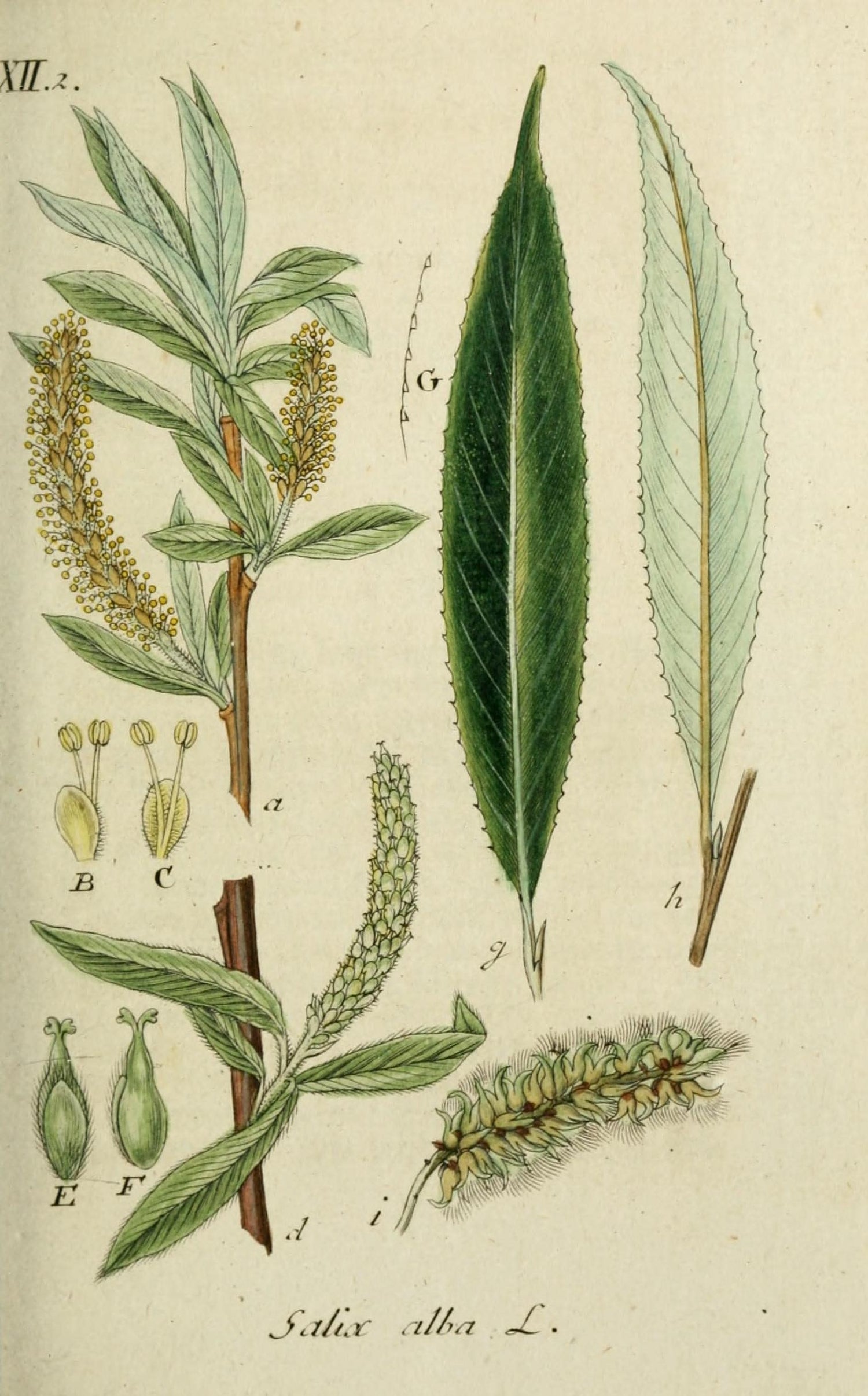 The Tale of White Willow