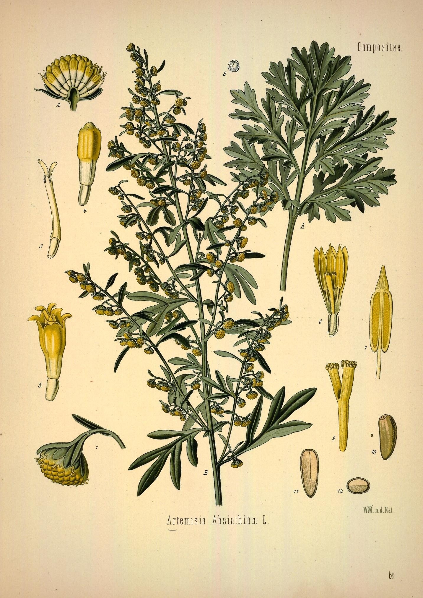 The Tale of Bitter Leaf of Wormwood
