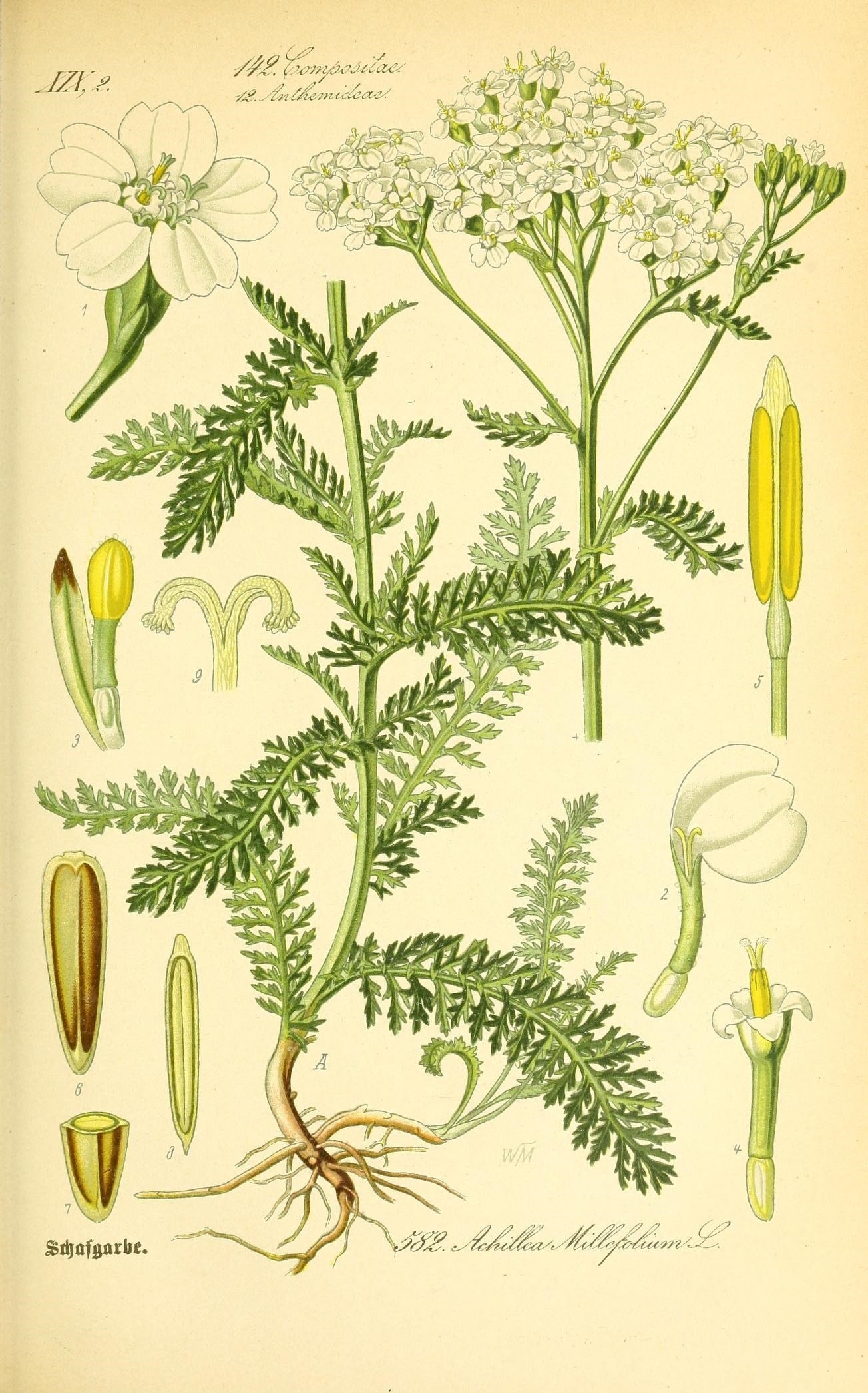The Tale of Flower of Yarrow