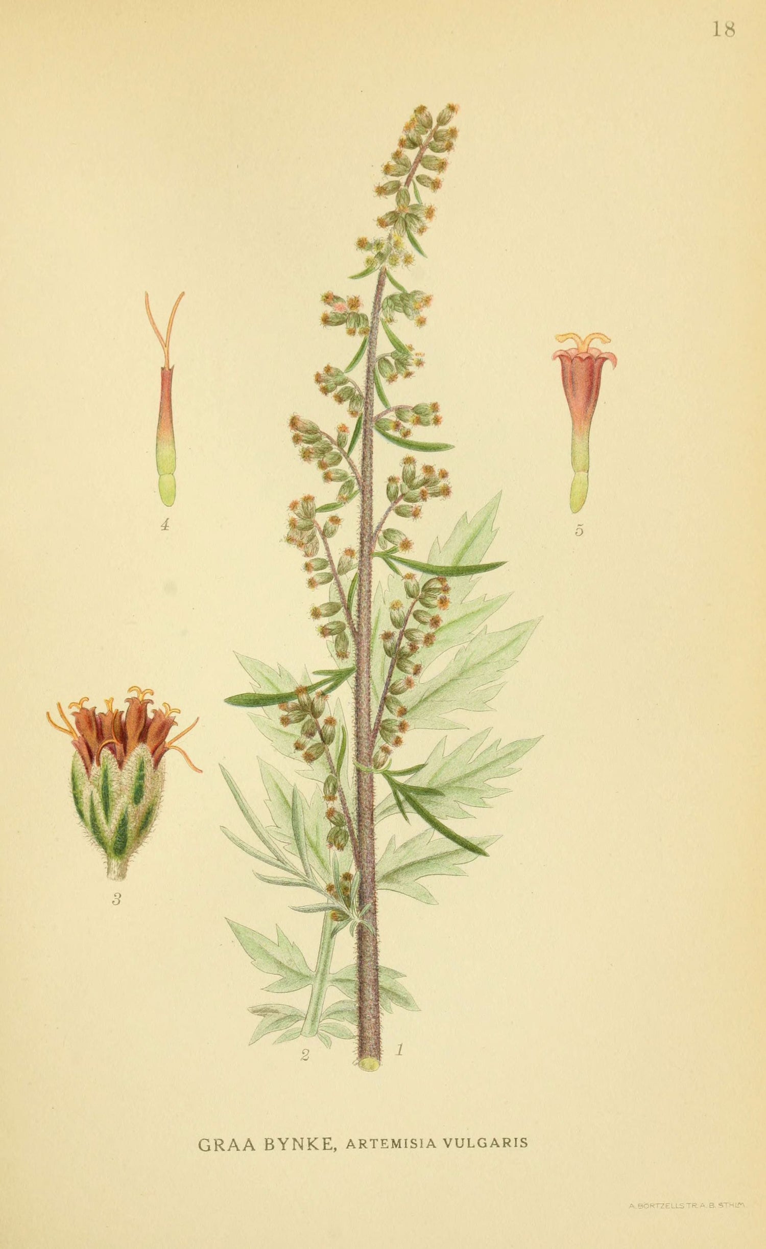 The Tale of Herb of Mugwort